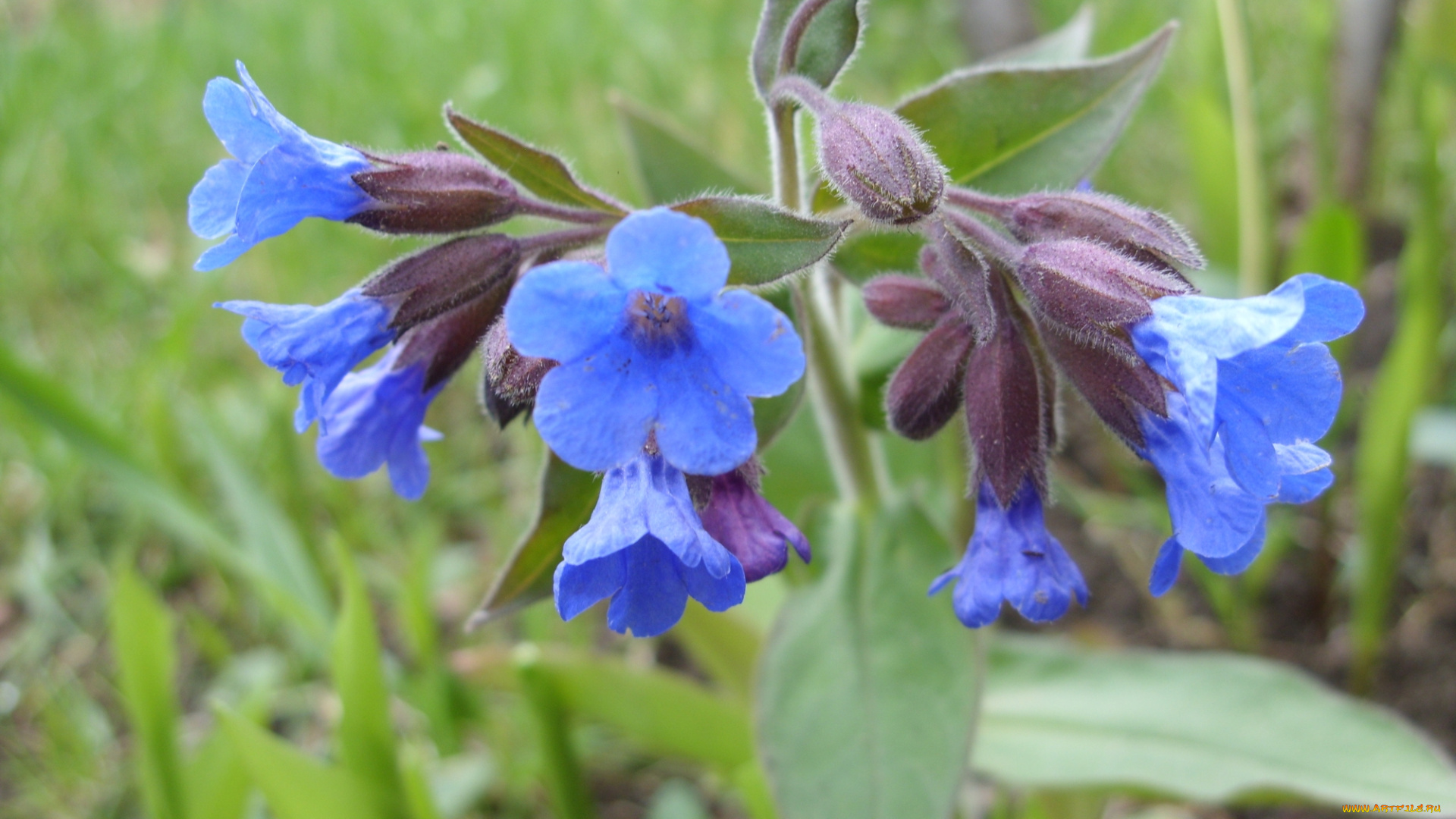 цветы, луговые, полевые