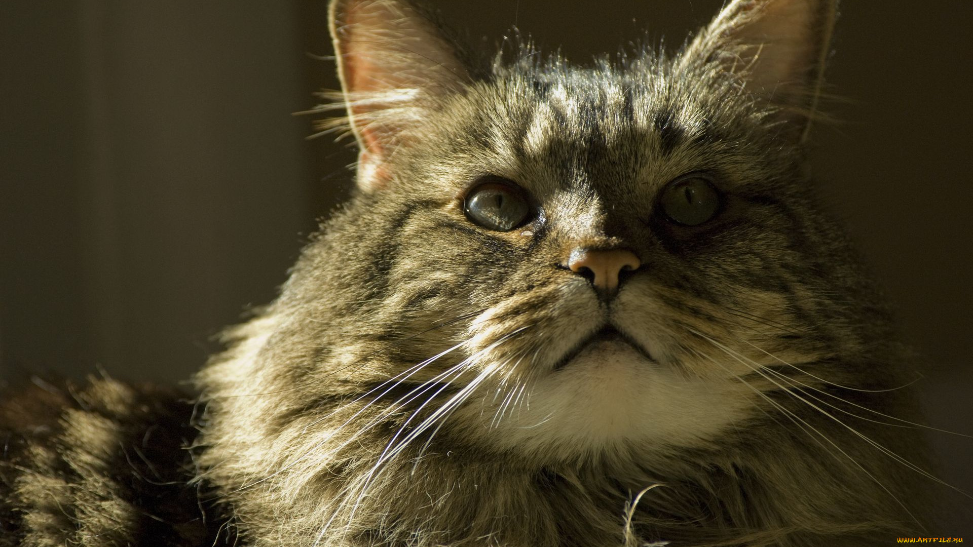 животные, коты