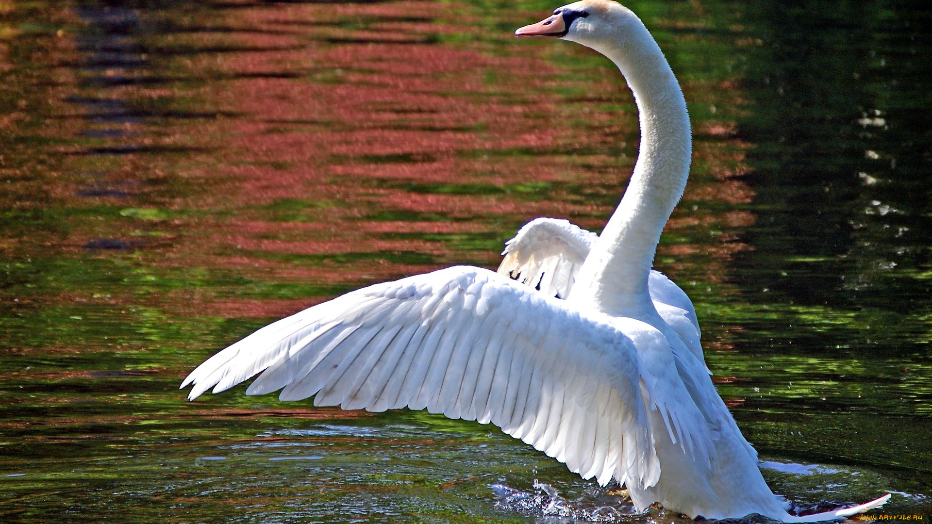 животные, лебеди