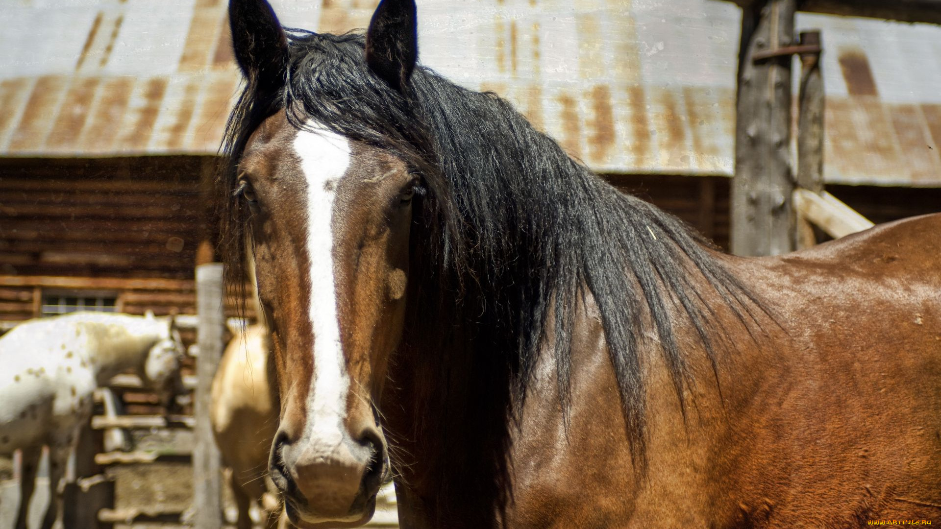 животные, лошади