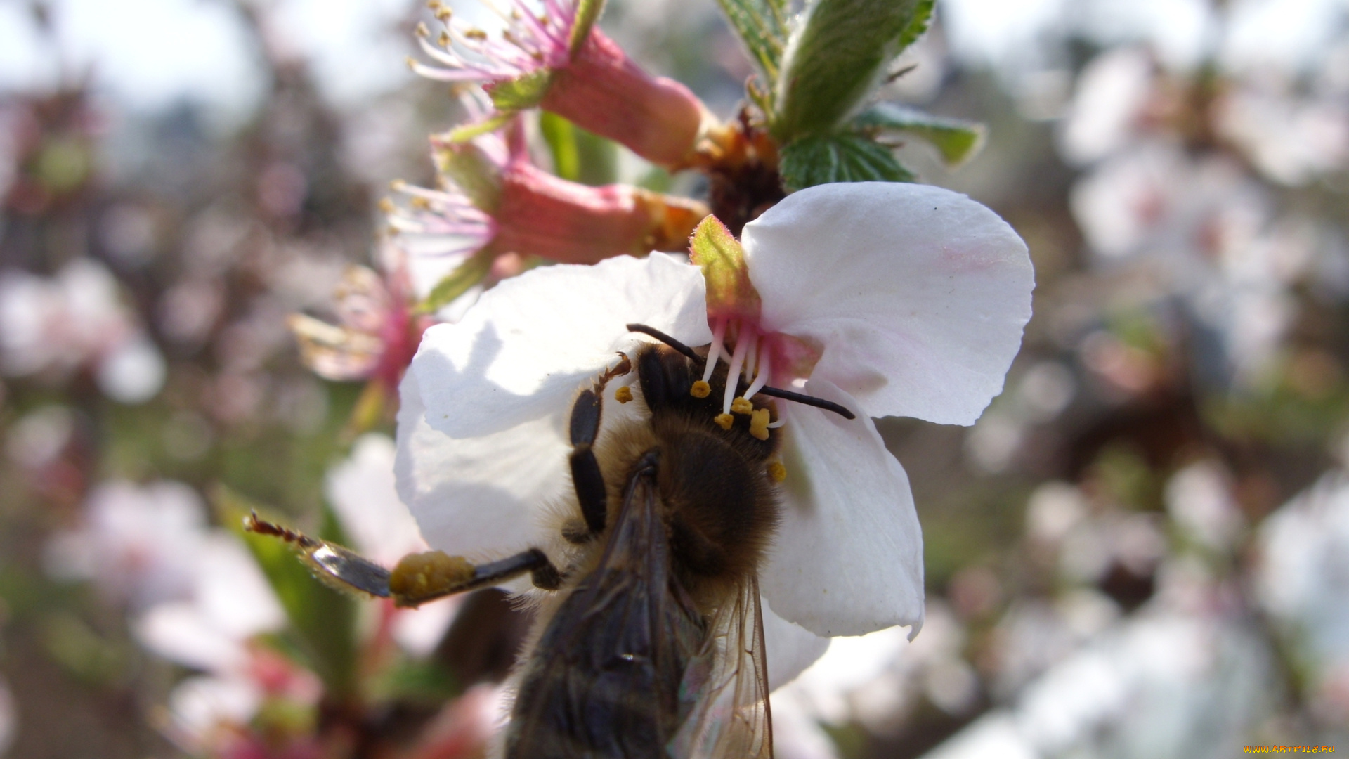 животные, пчелы, осы, шмели