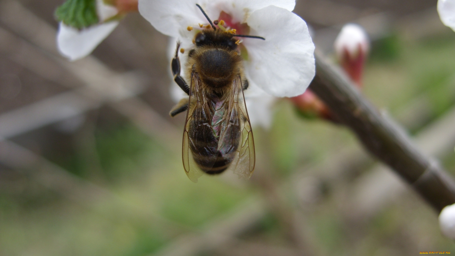 животные, пчелы, осы, шмели
