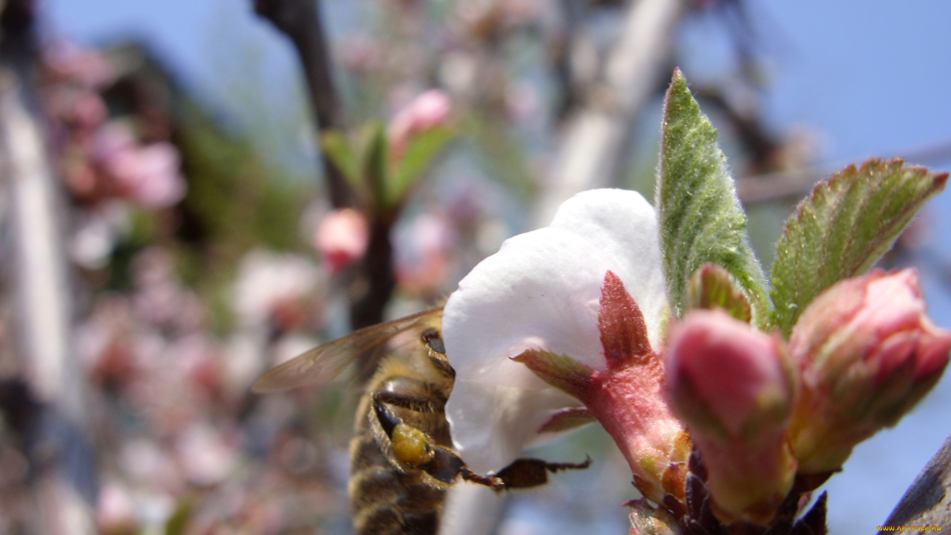 животные, пчелы, осы, шмели