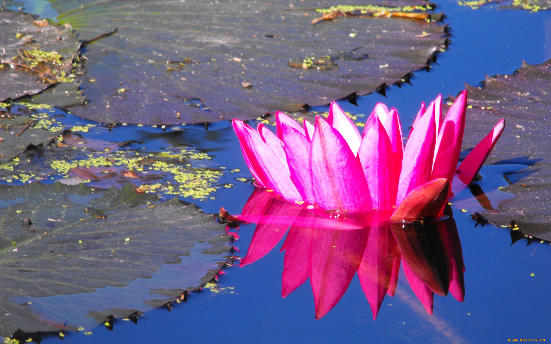 цветы, лилии, водяные, нимфеи, кувшинки