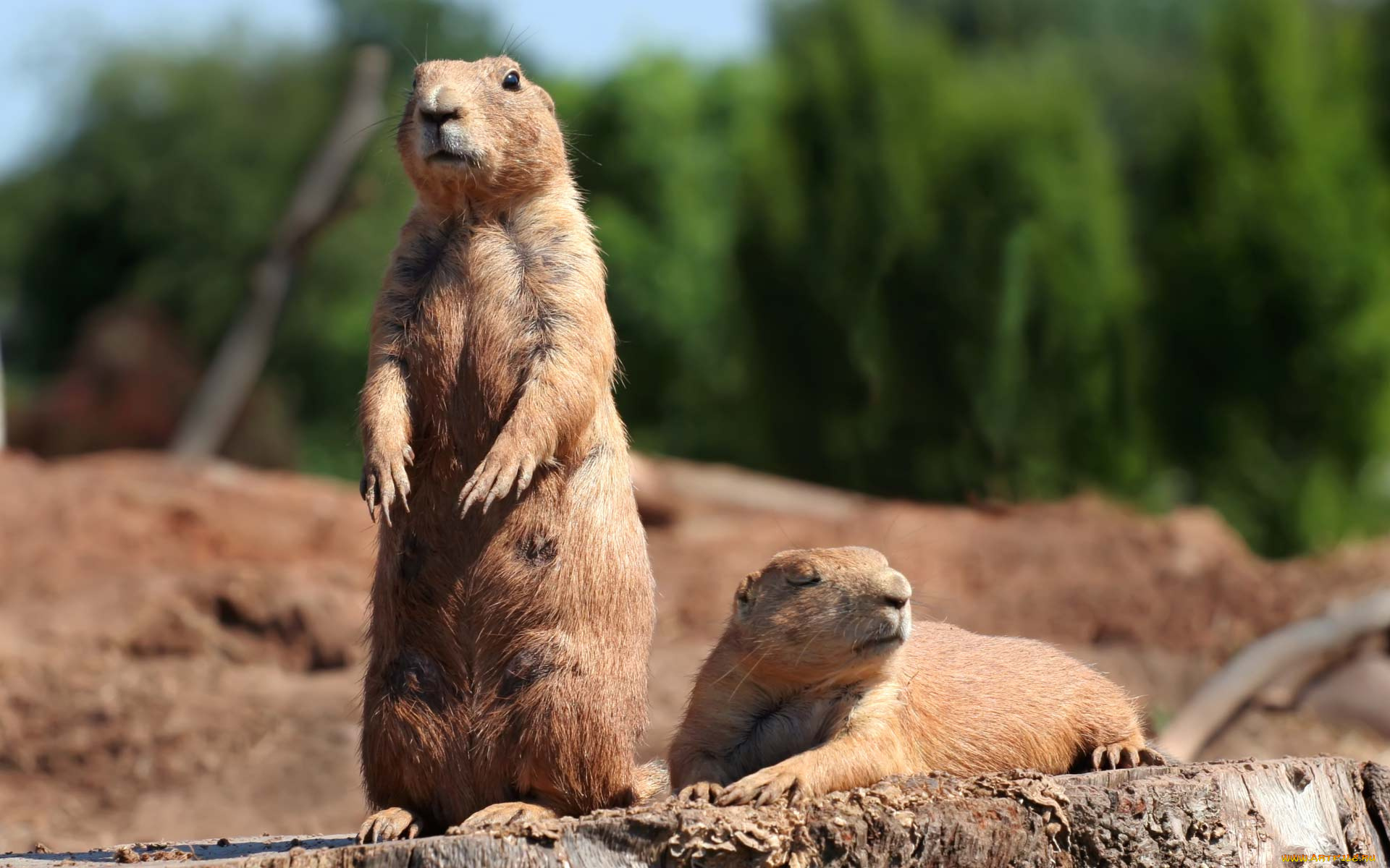 животные, суслики, сурки