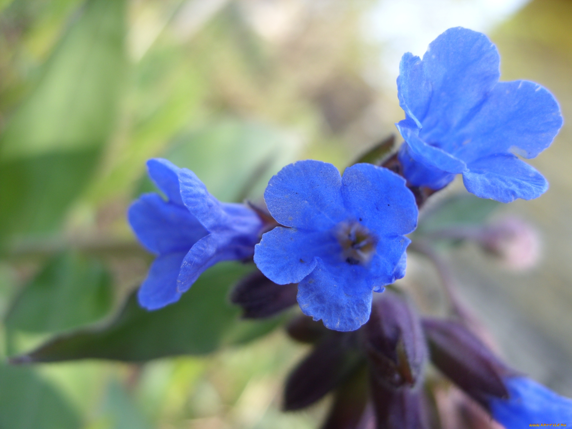 цветы, луговые, полевые