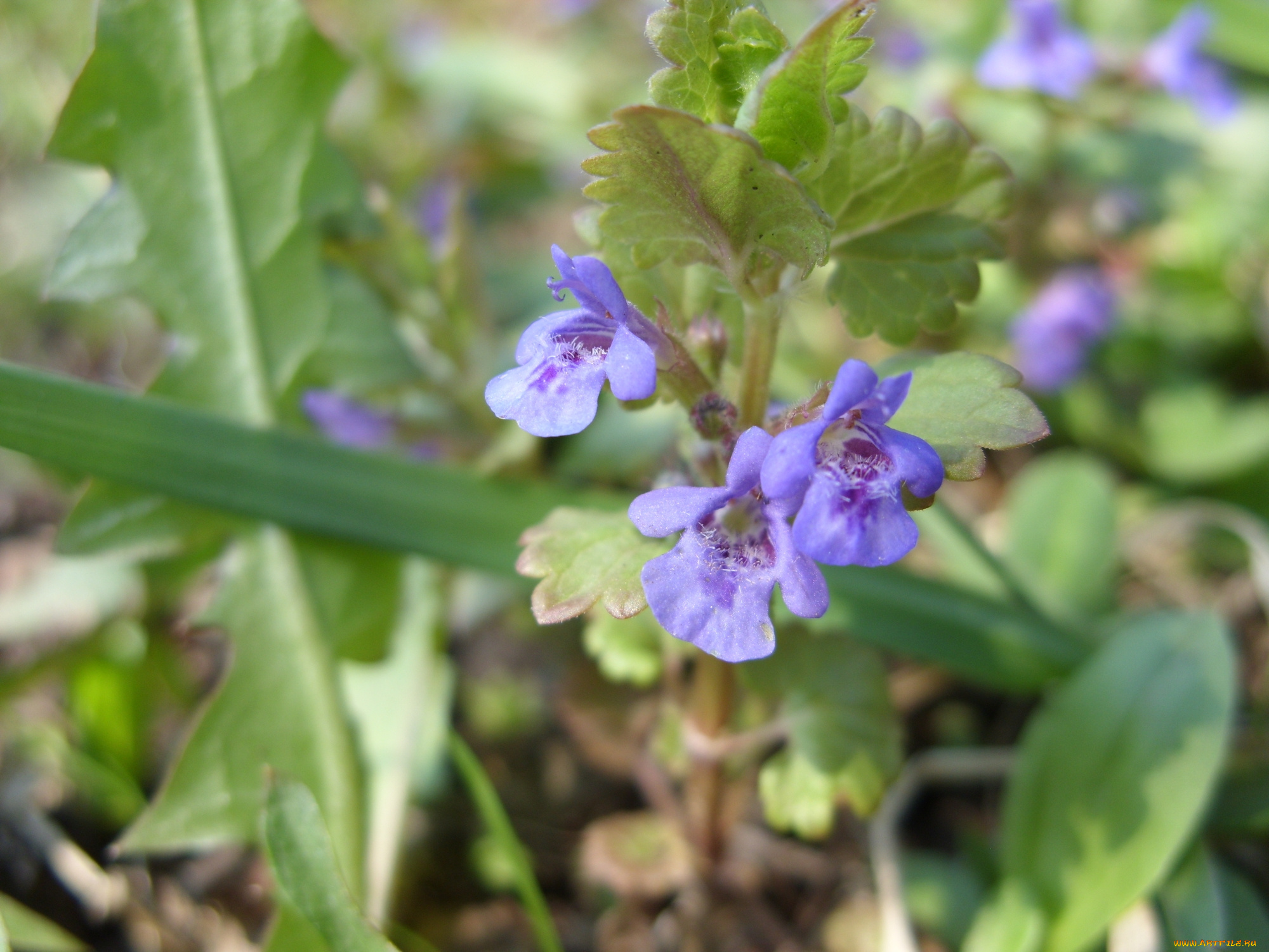 цветы, луговые, полевые