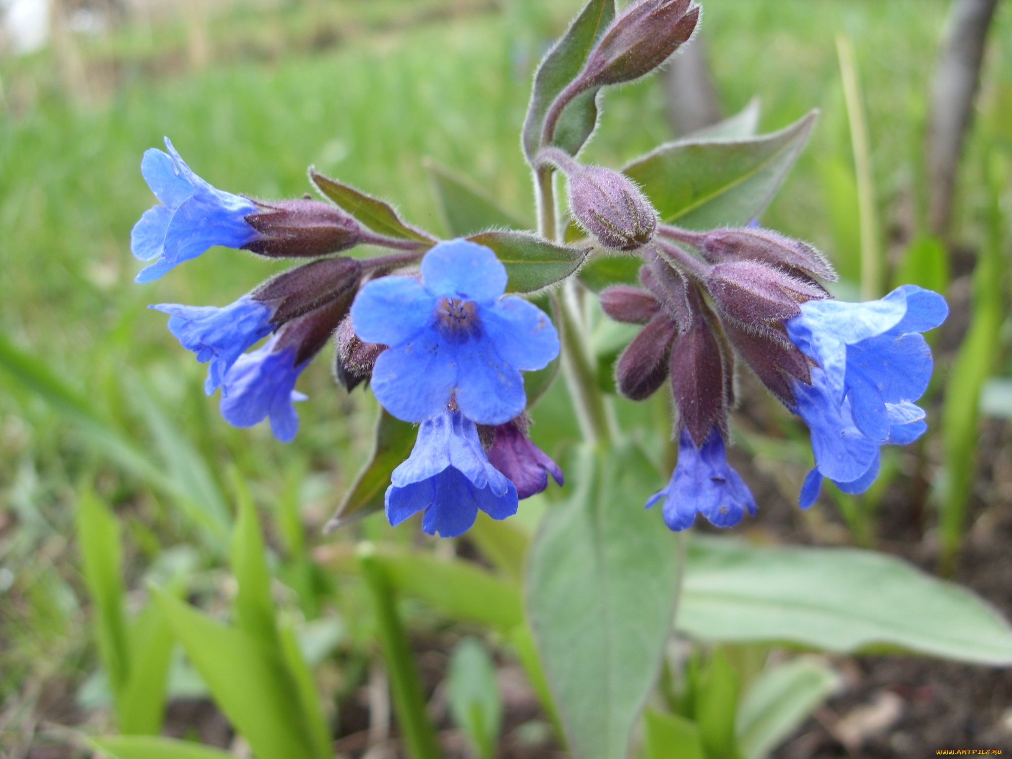 цветы, луговые, полевые