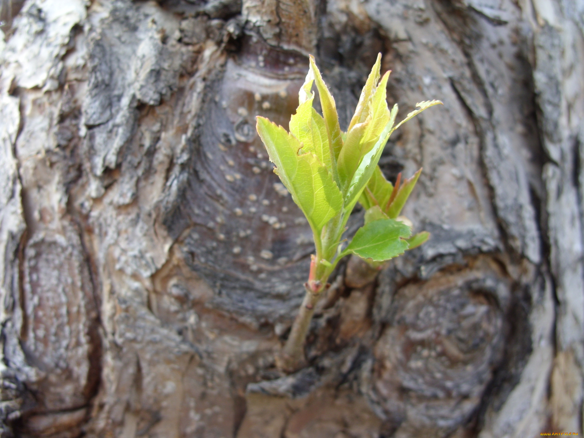 природа, макро