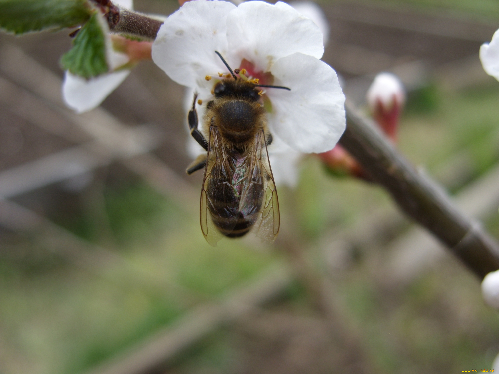животные, пчелы, осы, шмели