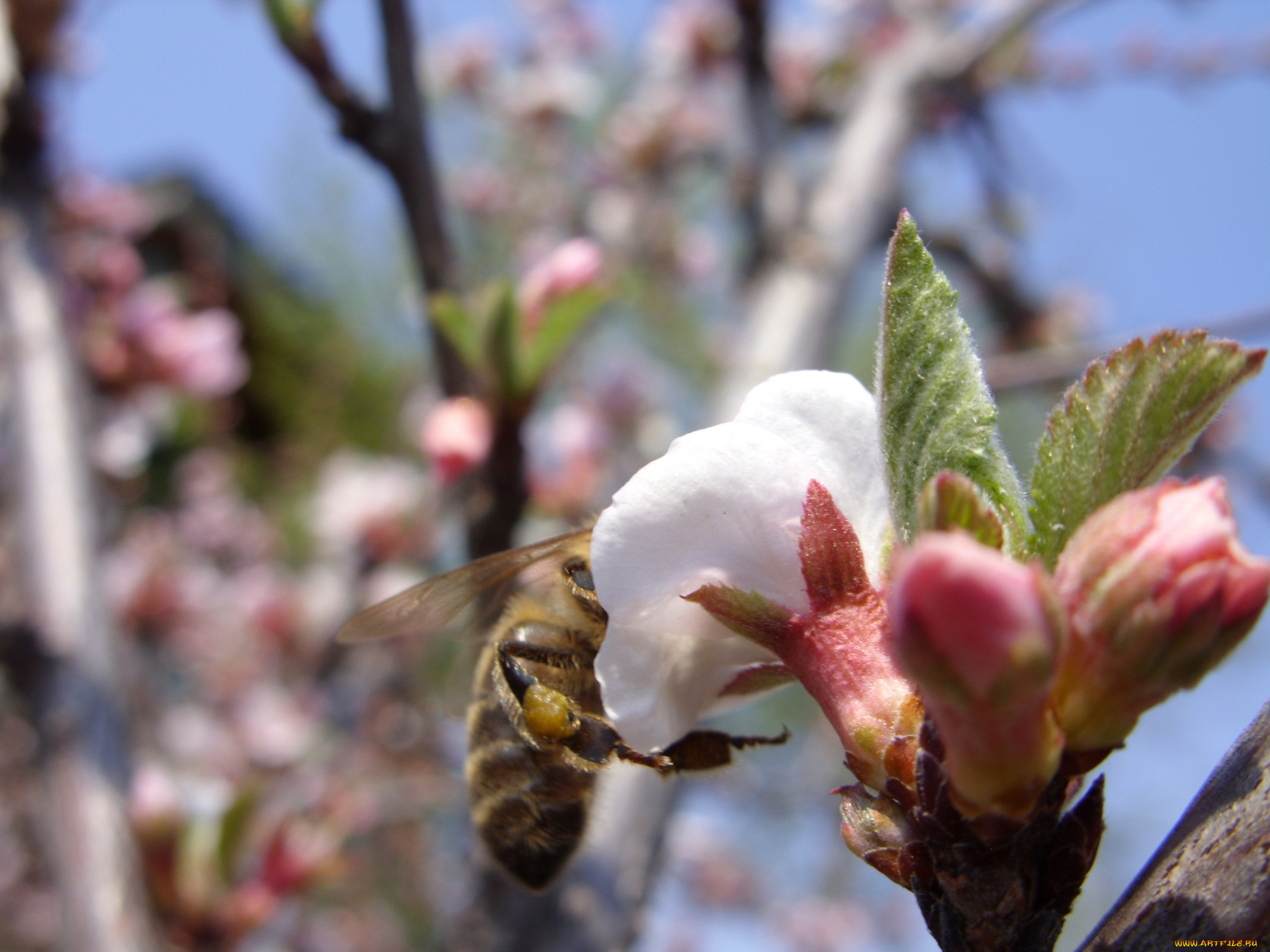 животные, пчелы, осы, шмели