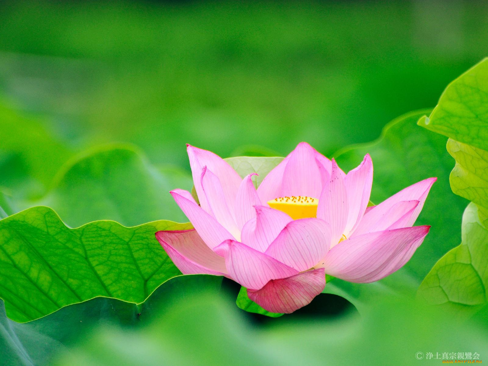 цветы, лотосы