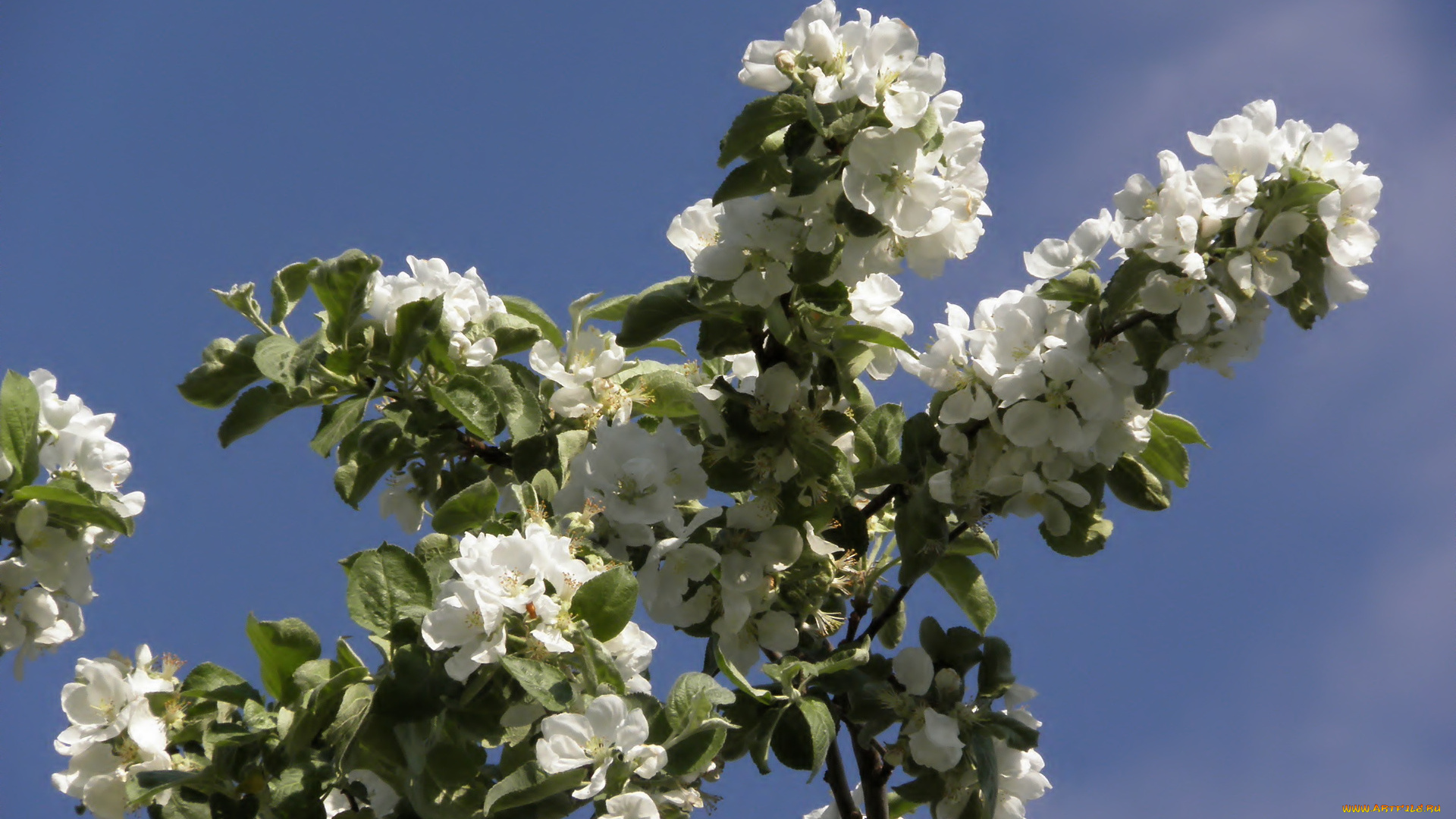 цветы, цветущие, деревья, кустарники