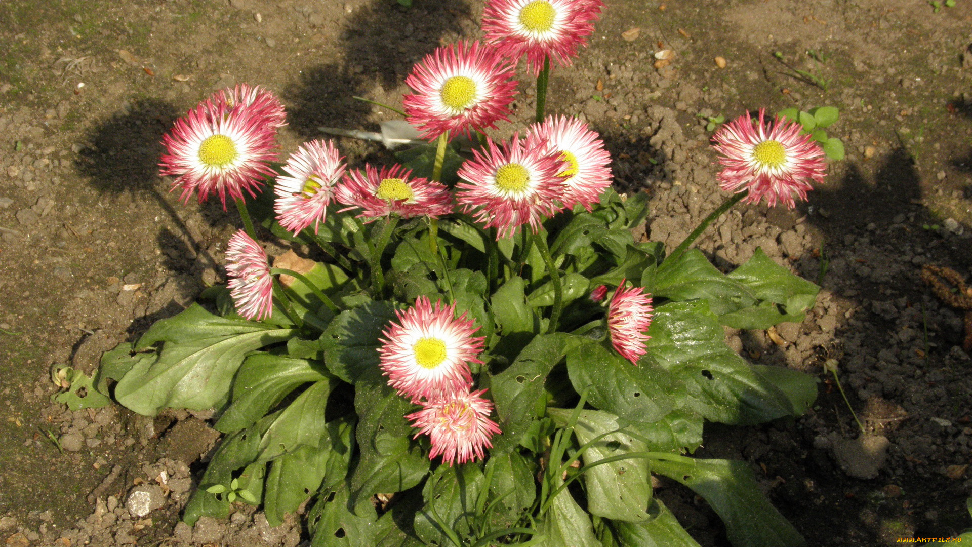 цветы, маргаритки, бессмертник