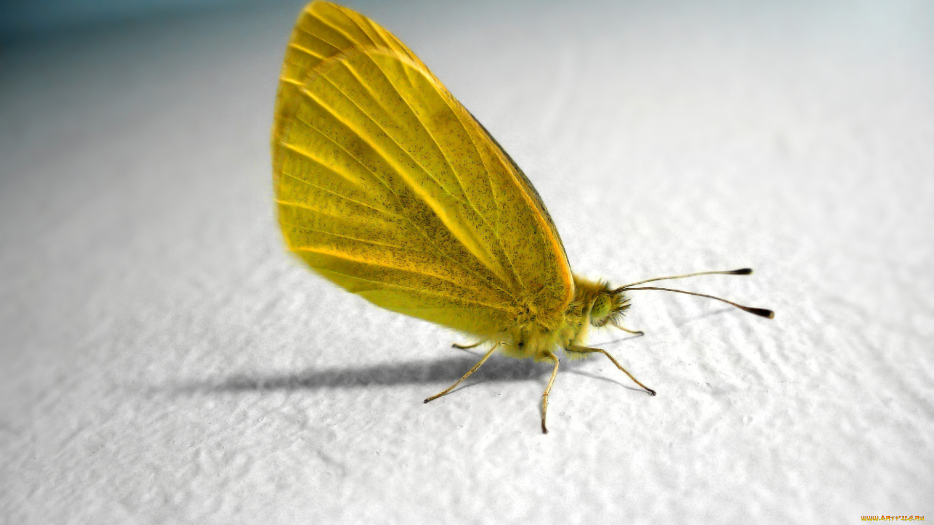 животные, бабочки