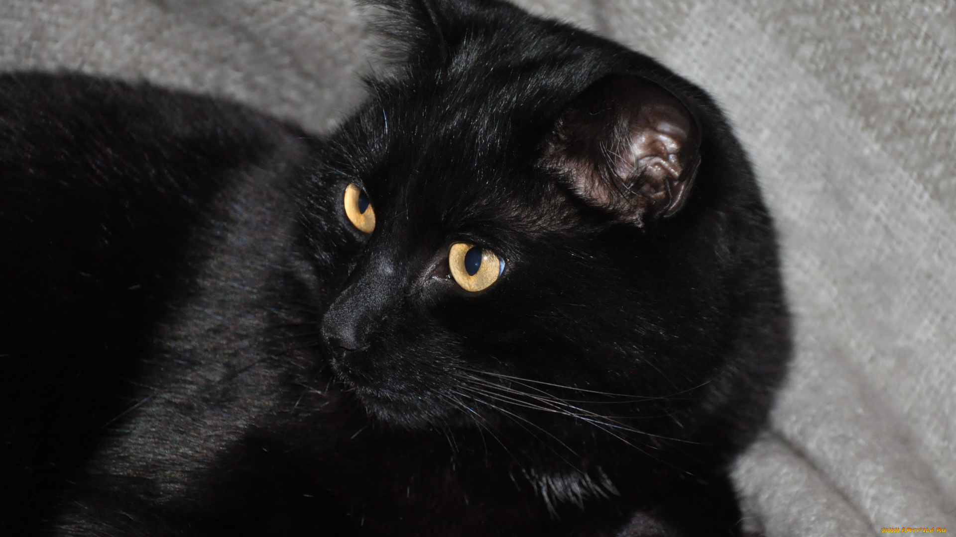 животные, коты