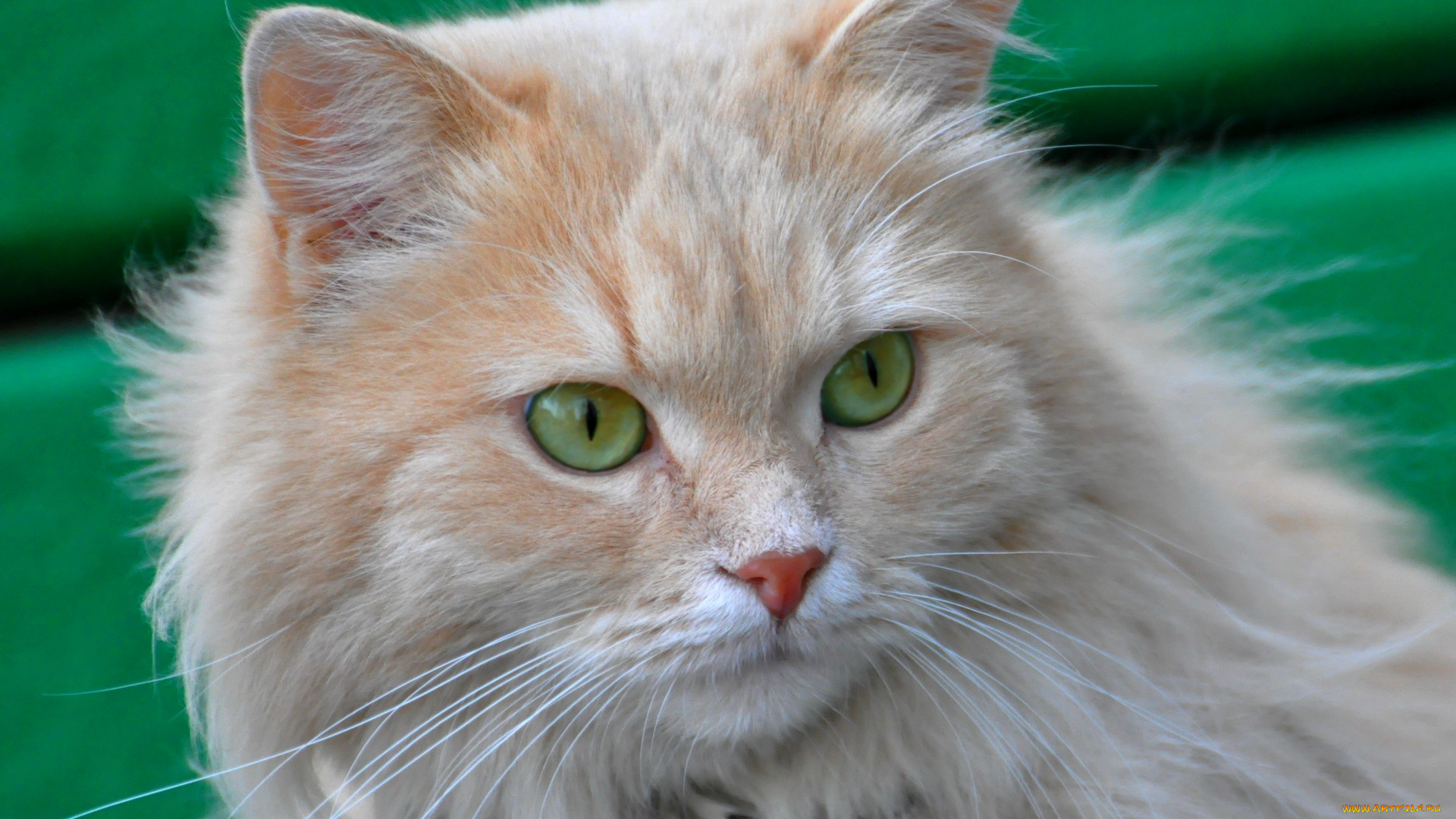 животные, коты