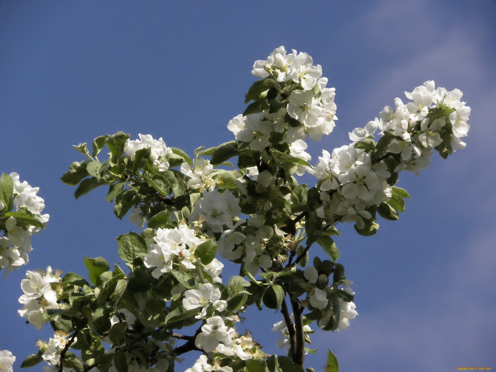 цветы, цветущие, деревья, кустарники