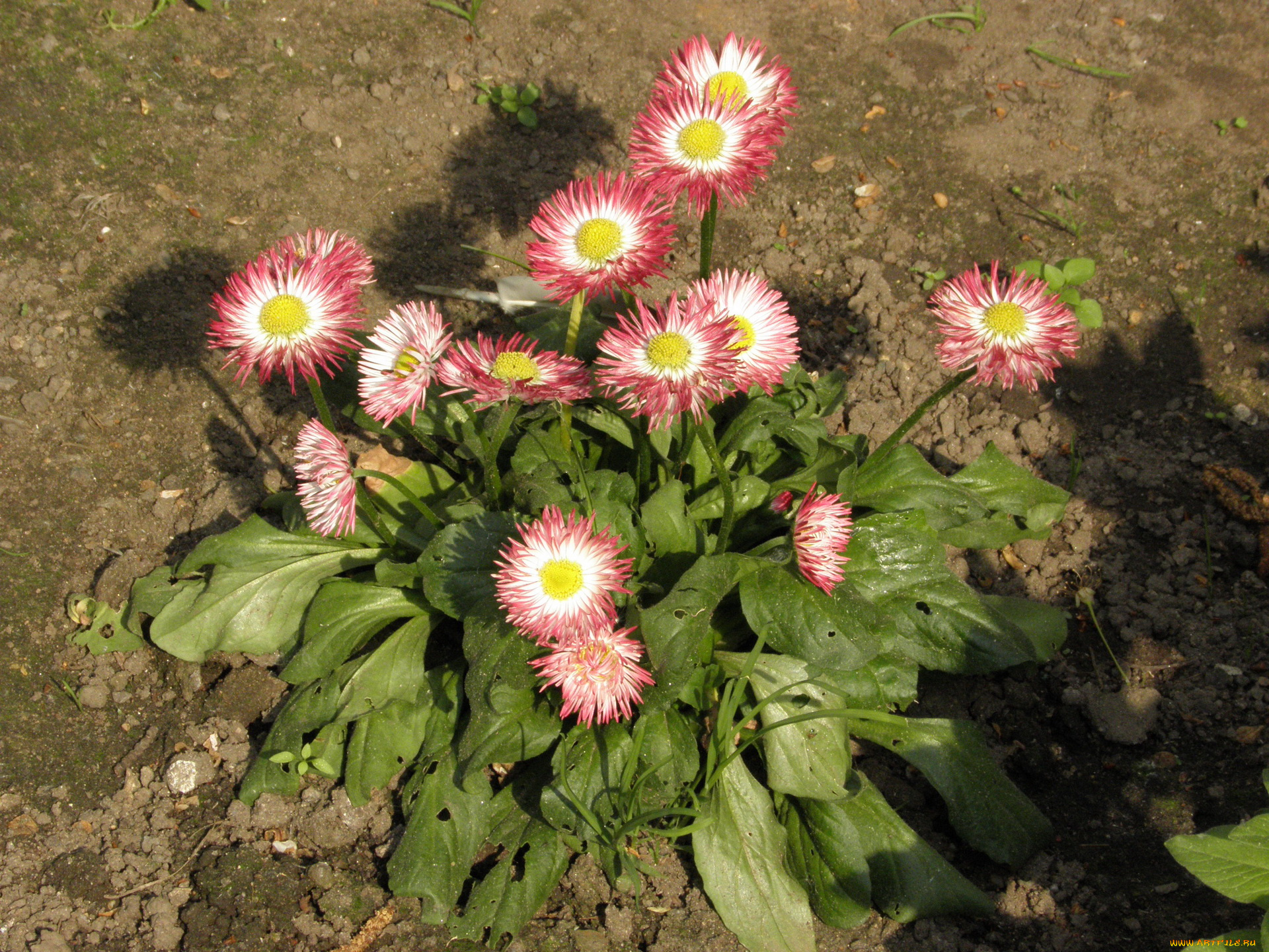 цветы, маргаритки, бессмертник