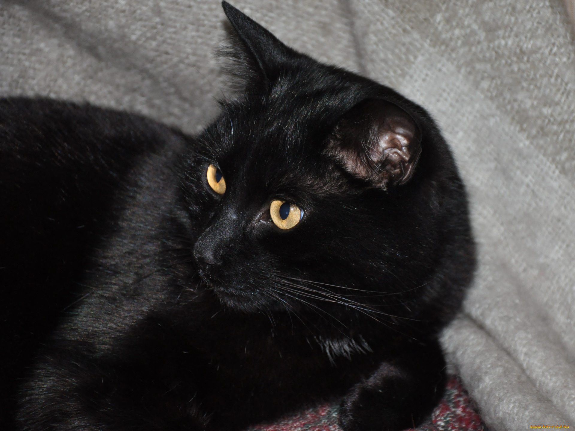 животные, коты