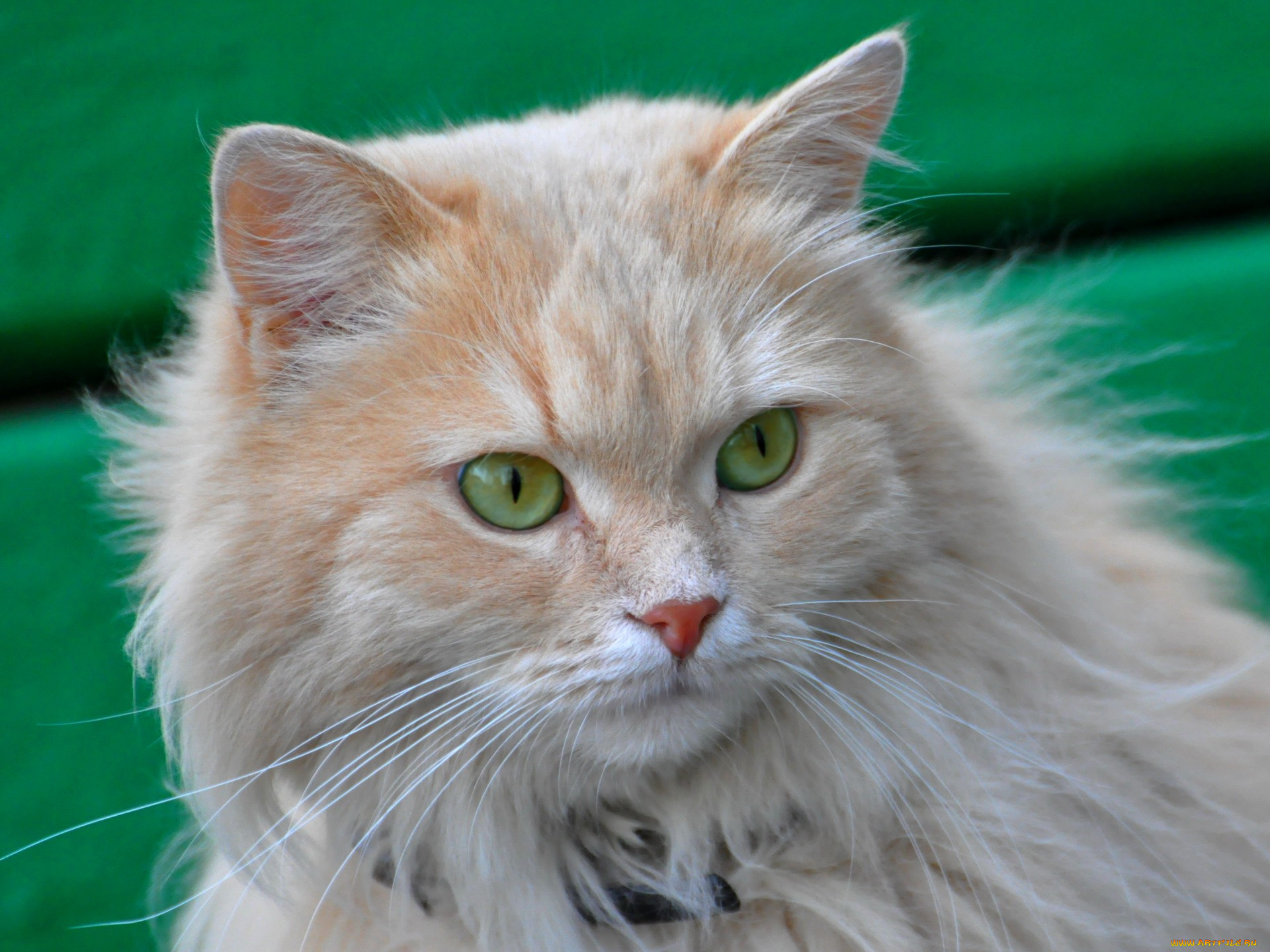 животные, коты