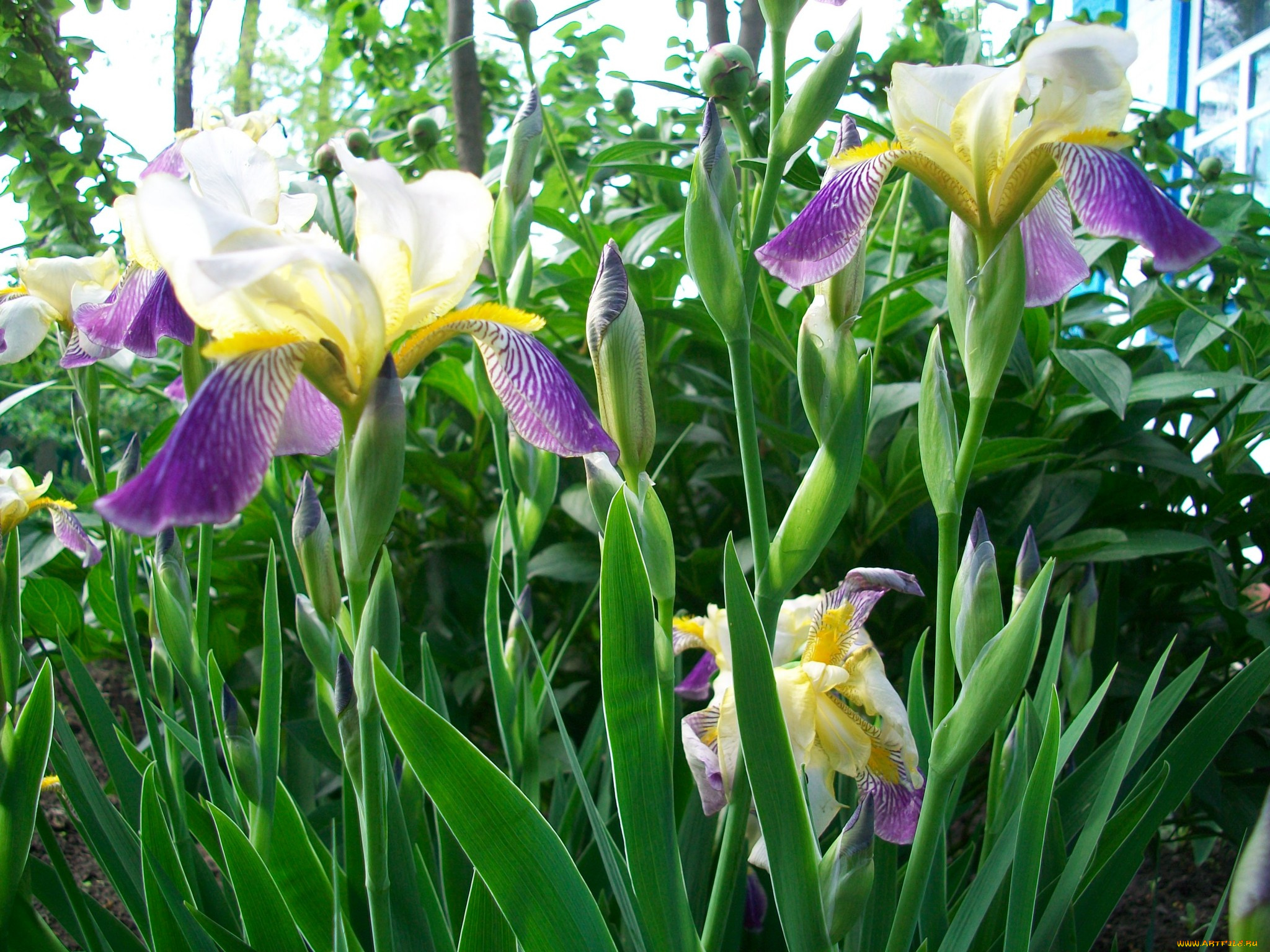 автор, тараненко, цветы, ирисы