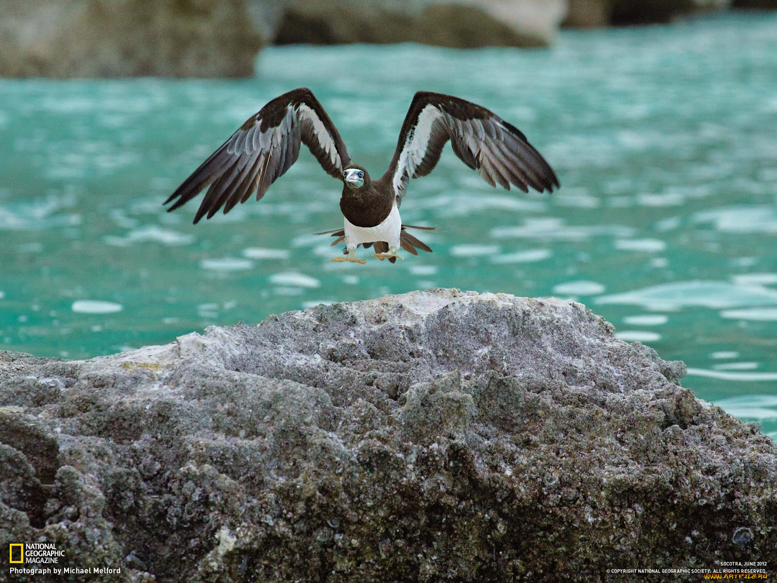 животные, олуши, камень, вода