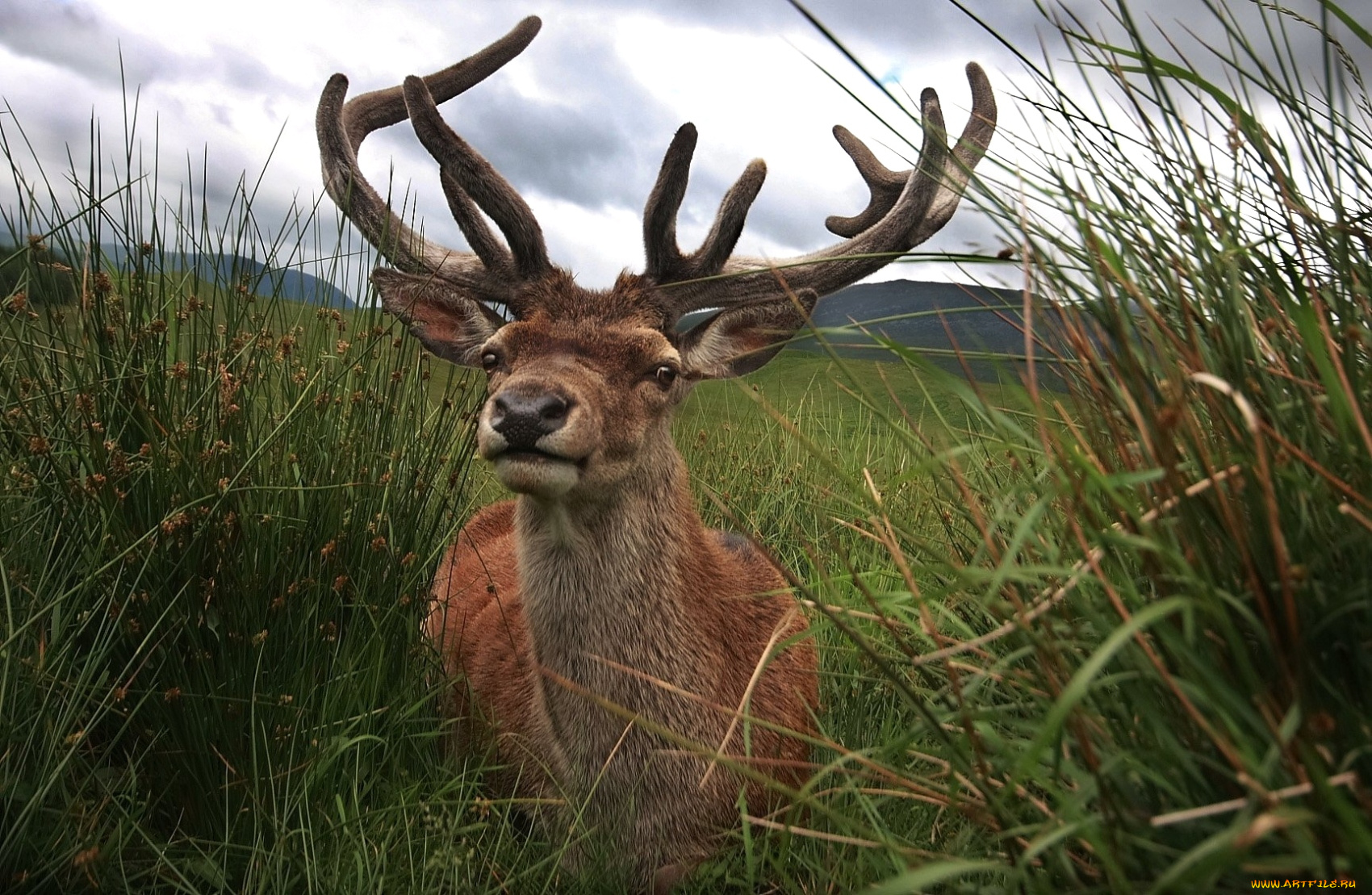 животные, олени, рога