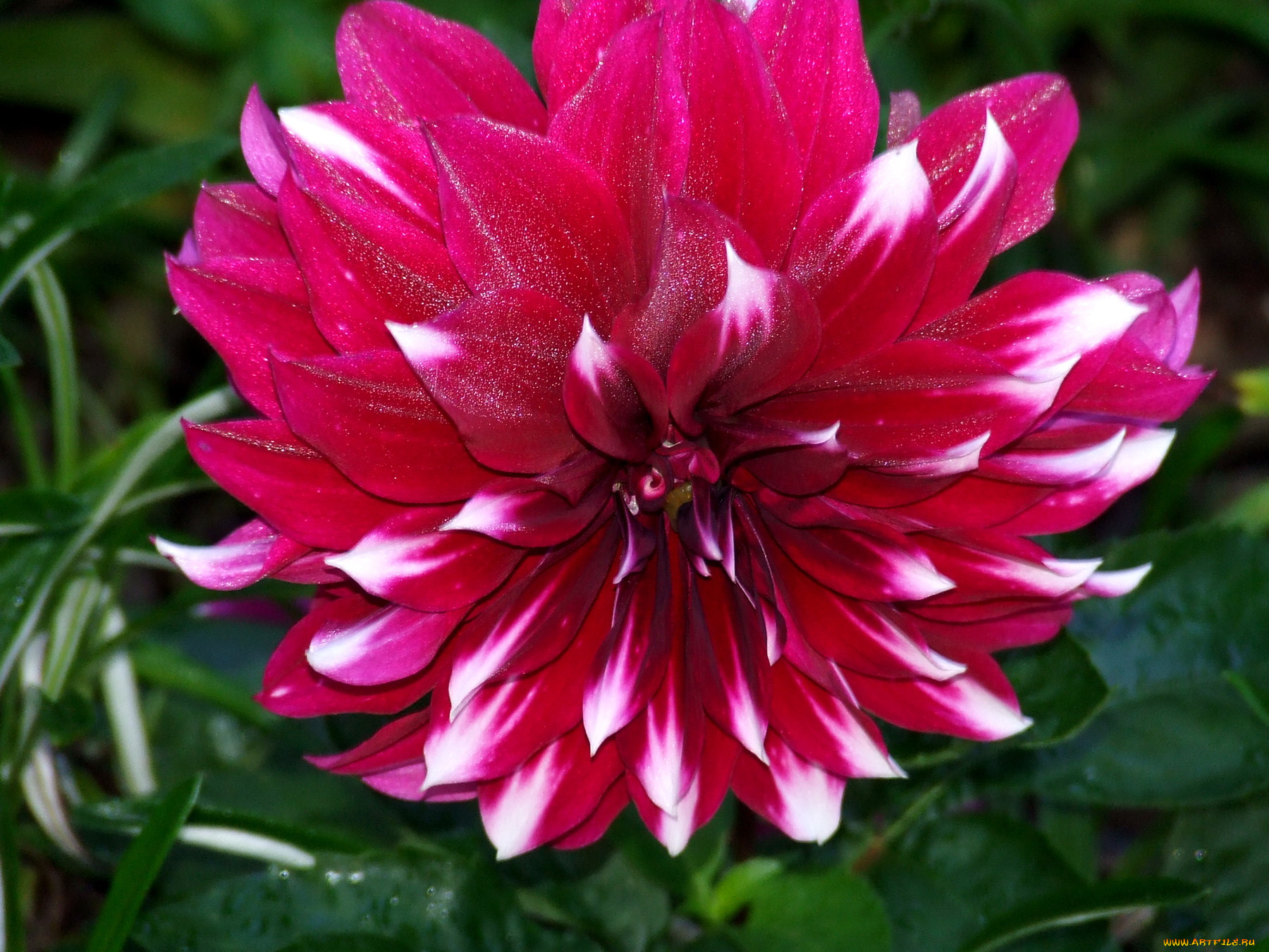 цветы, георгины, георгина