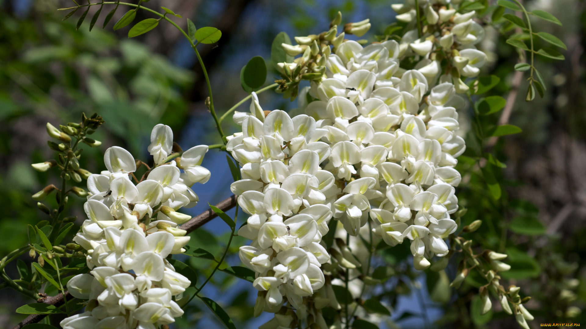 цветы, акация, гроздь, ветки, белый