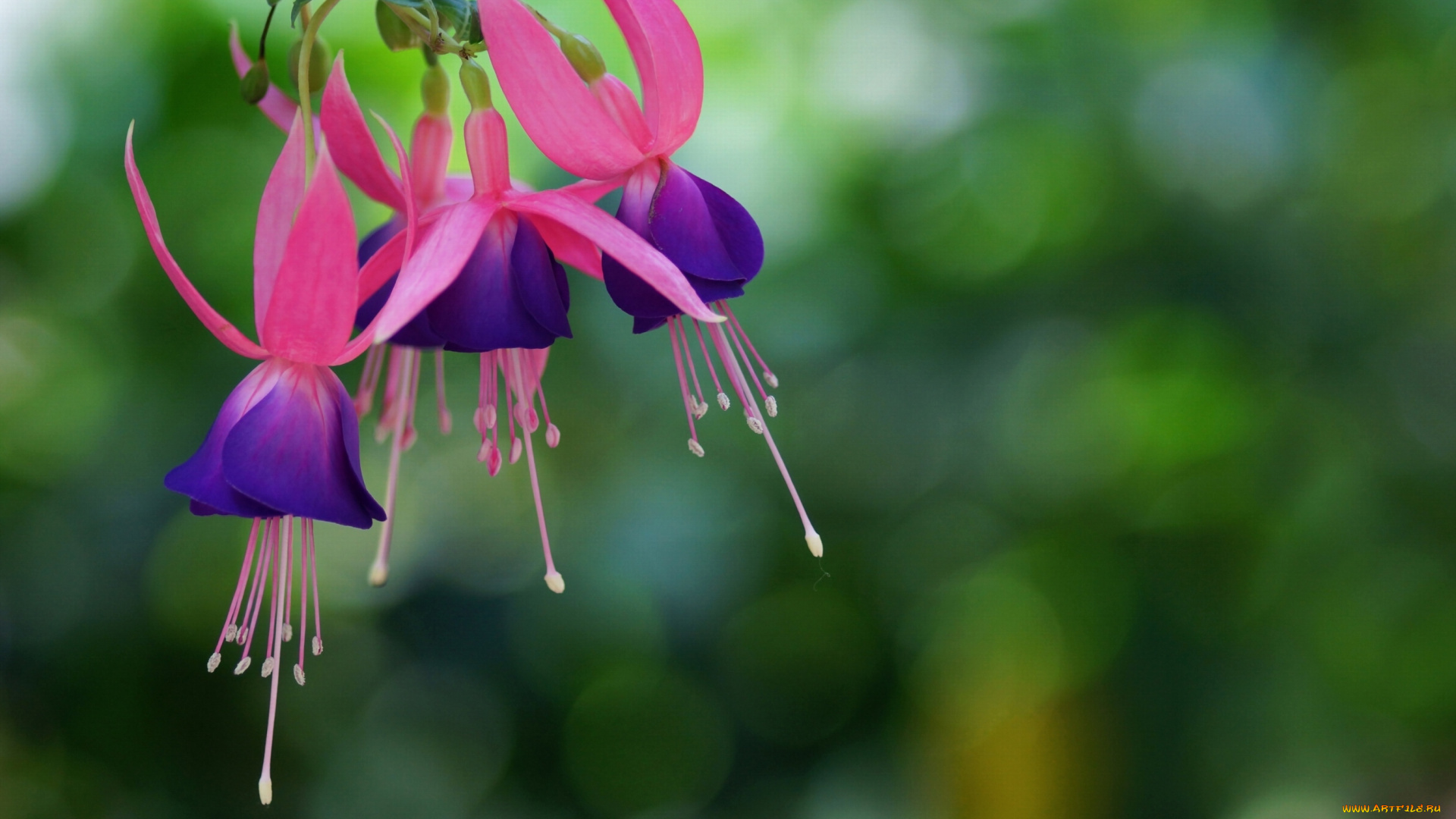 цветы, фуксия, фиолетовый, малиновый