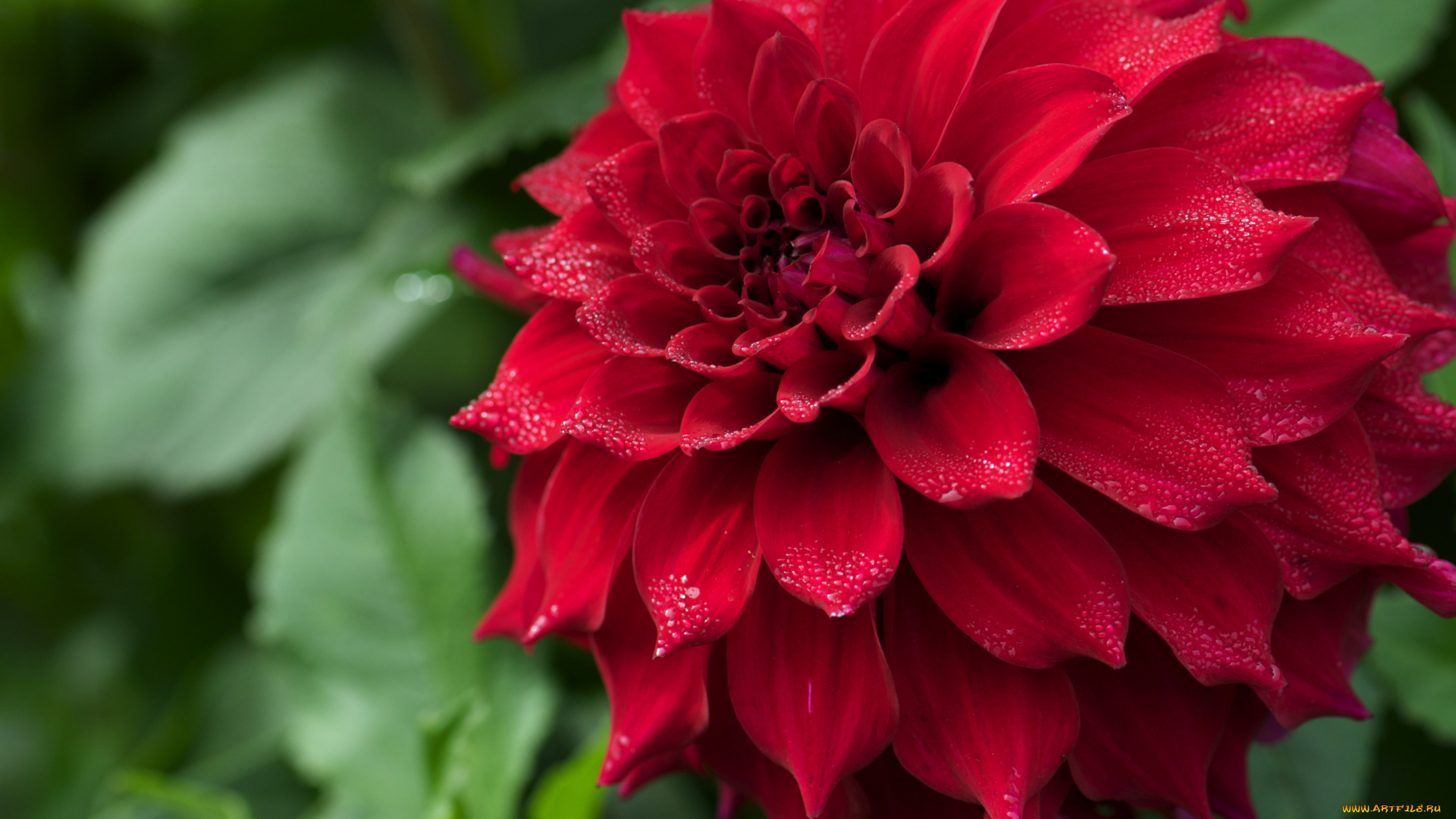 цветы, георгины, капли, красный, большой, лепестки