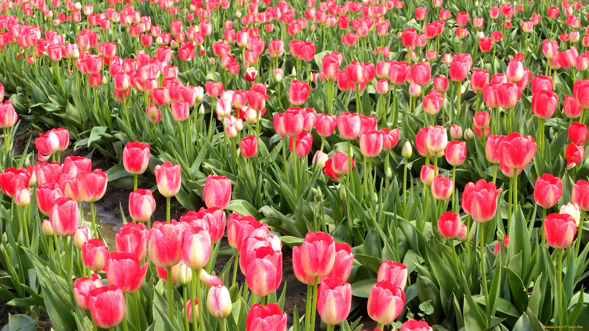 цветы, тюльпаны