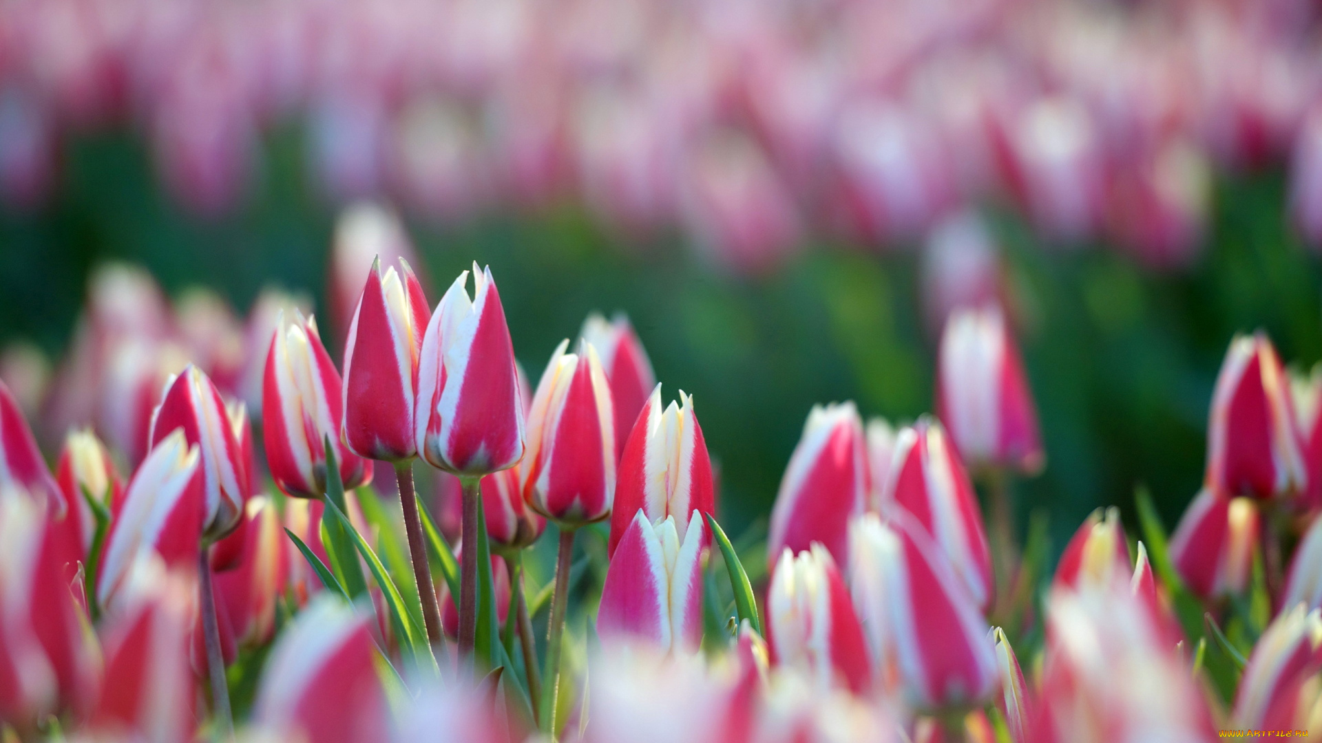 цветы, тюльпаны, бутоны