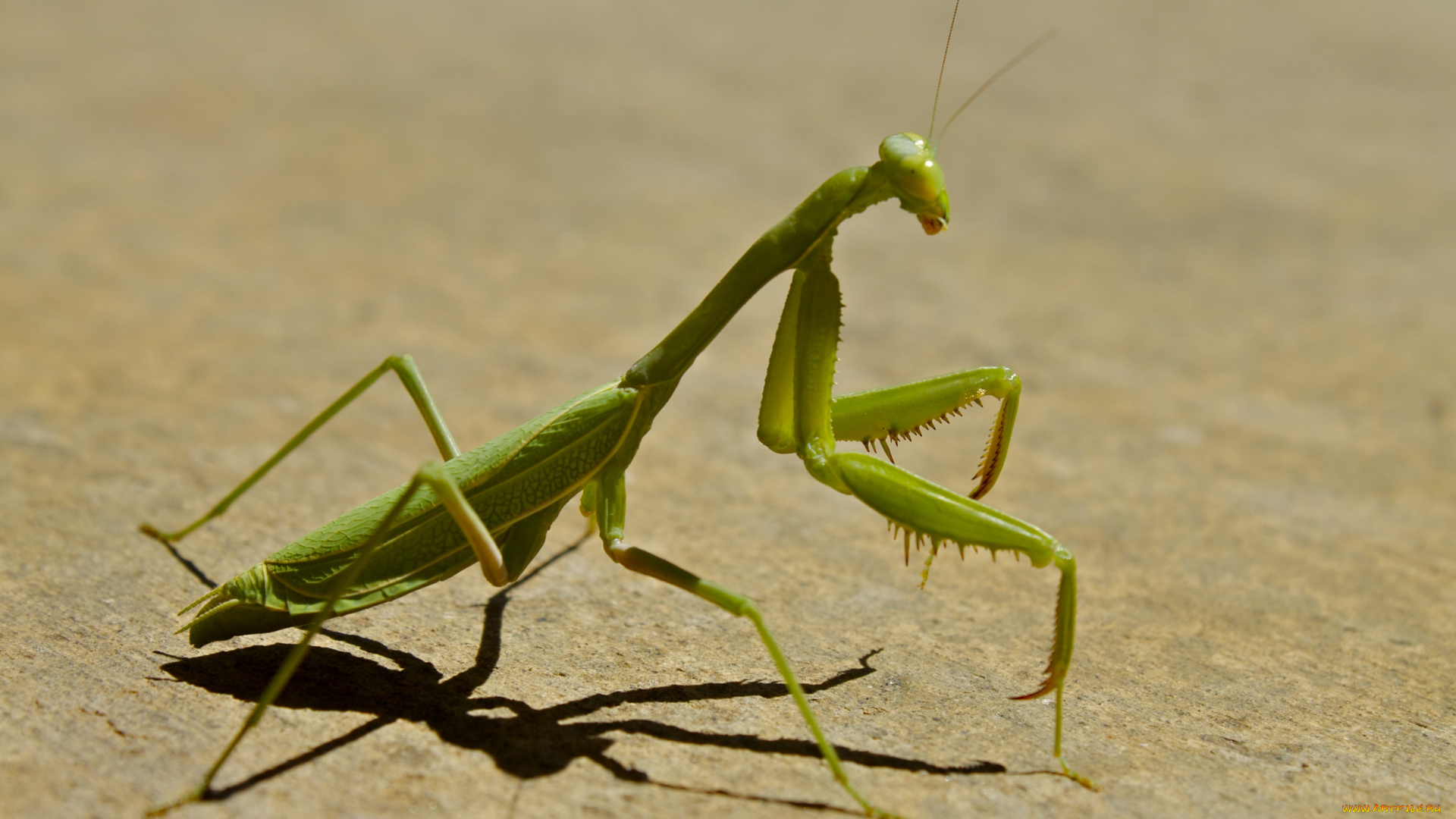 животные, богомолы, насекомое