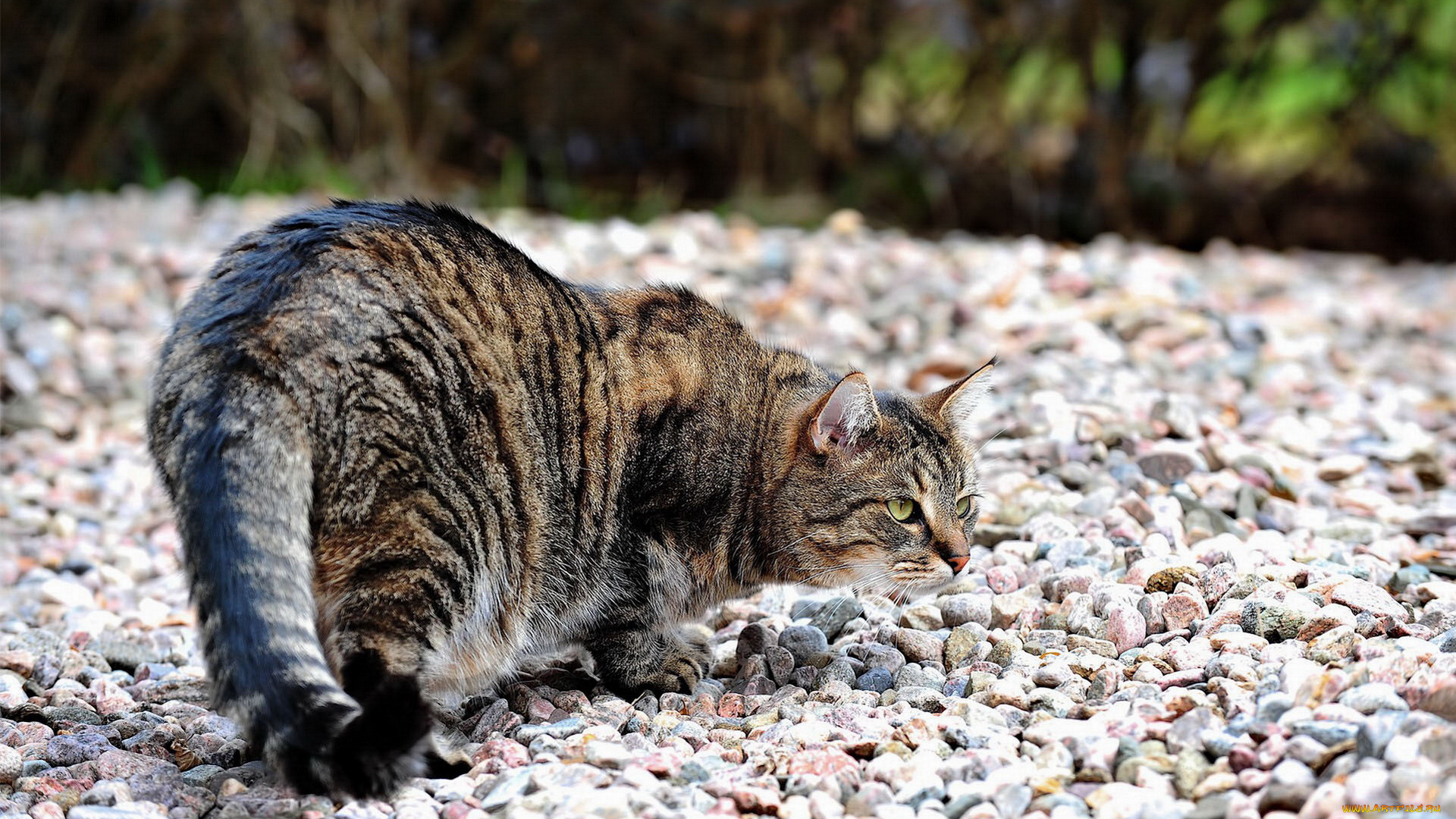 животные, коты, камни, кот