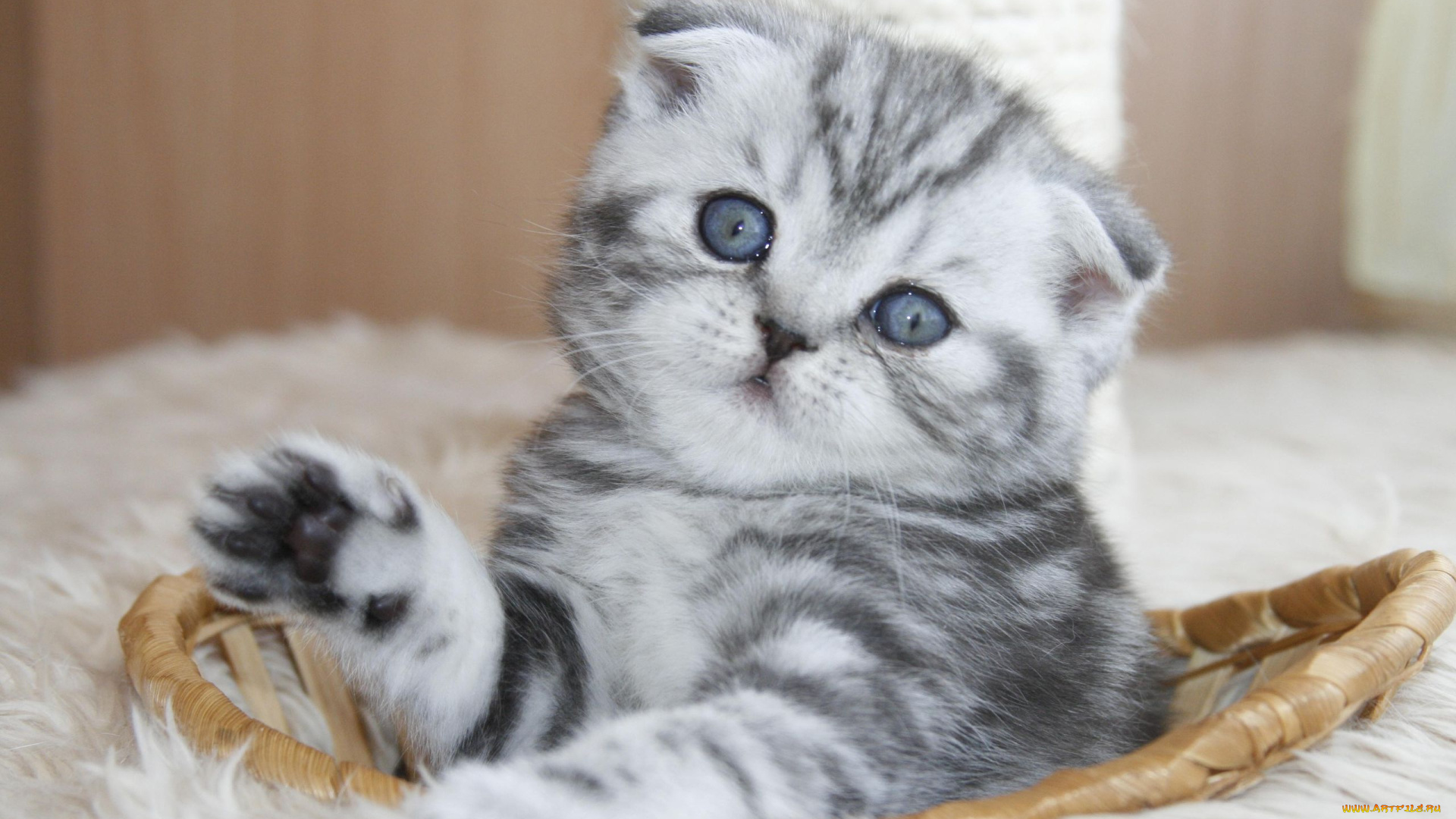 животные, коты, котёнок, шотландский, вислоухий