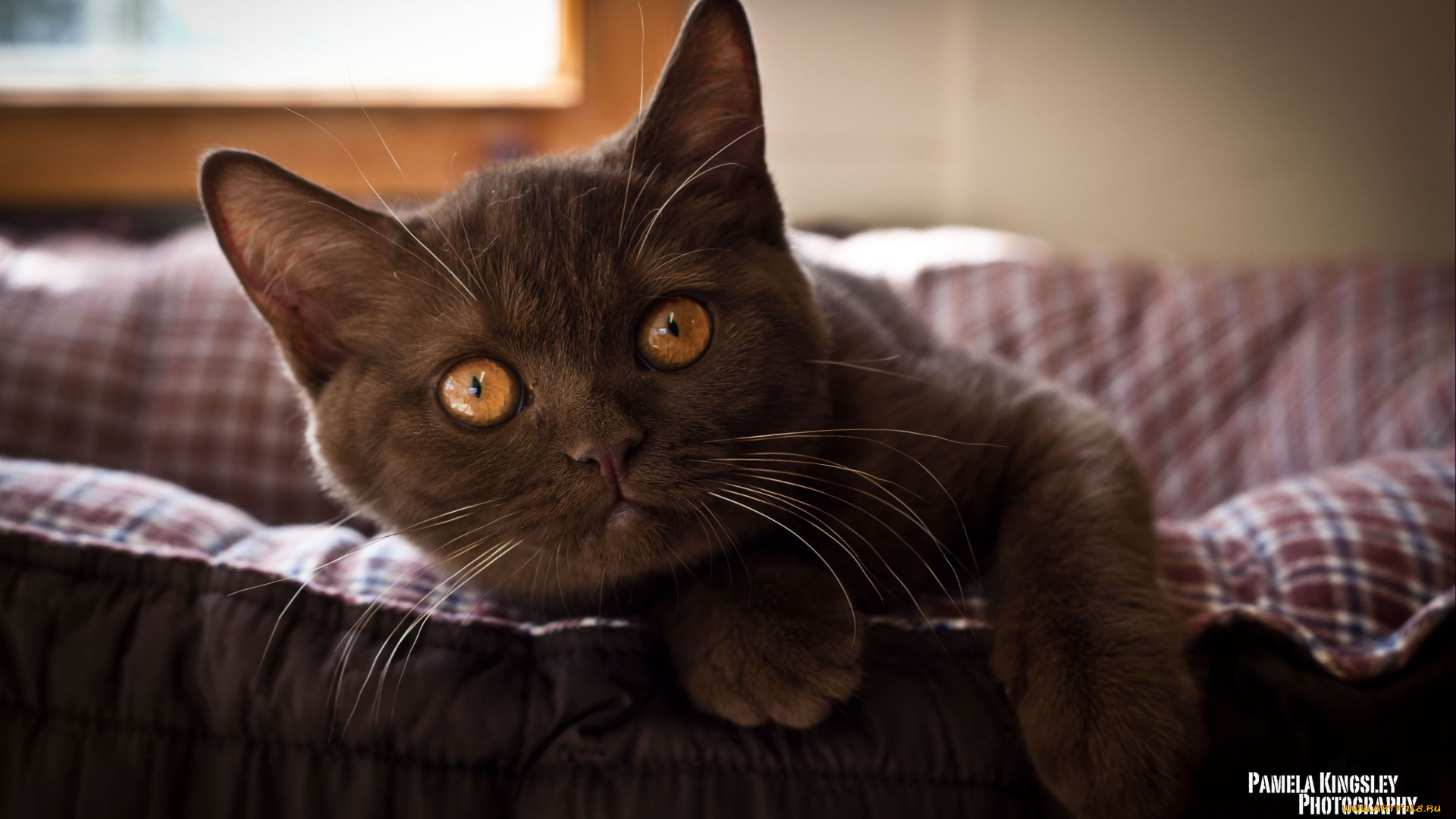 животные, коты, взгляд, черный