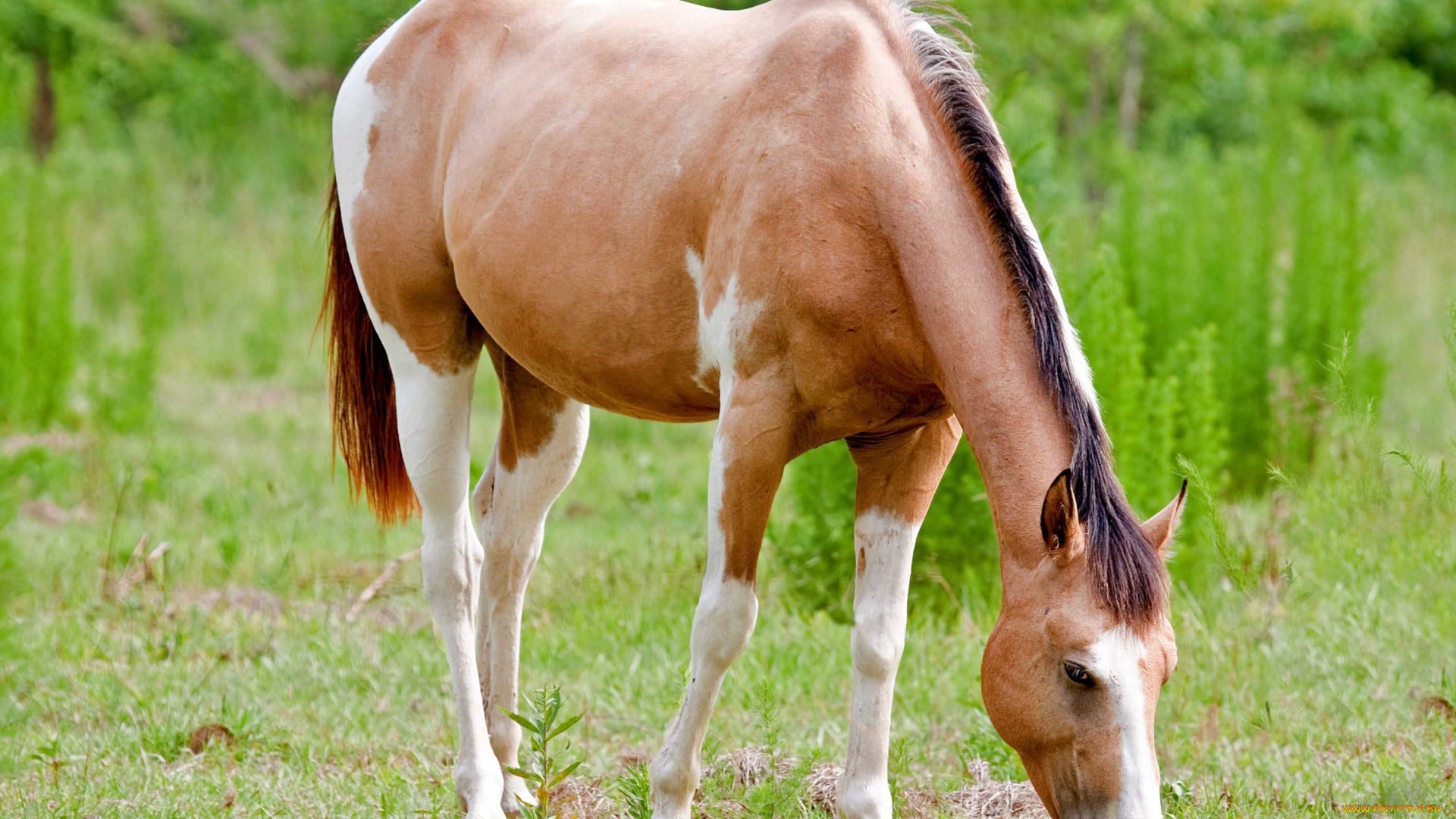 животные, лошади, луг, лето, трава, лошадь