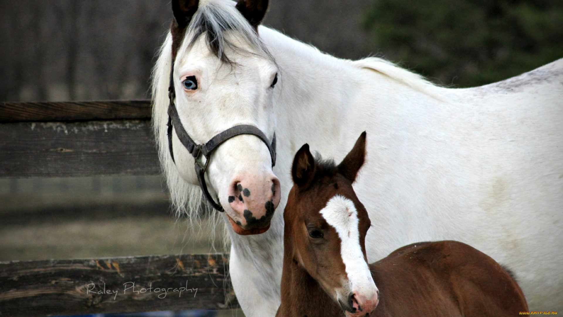 животные, лошади, малыш, мама, жеребенок