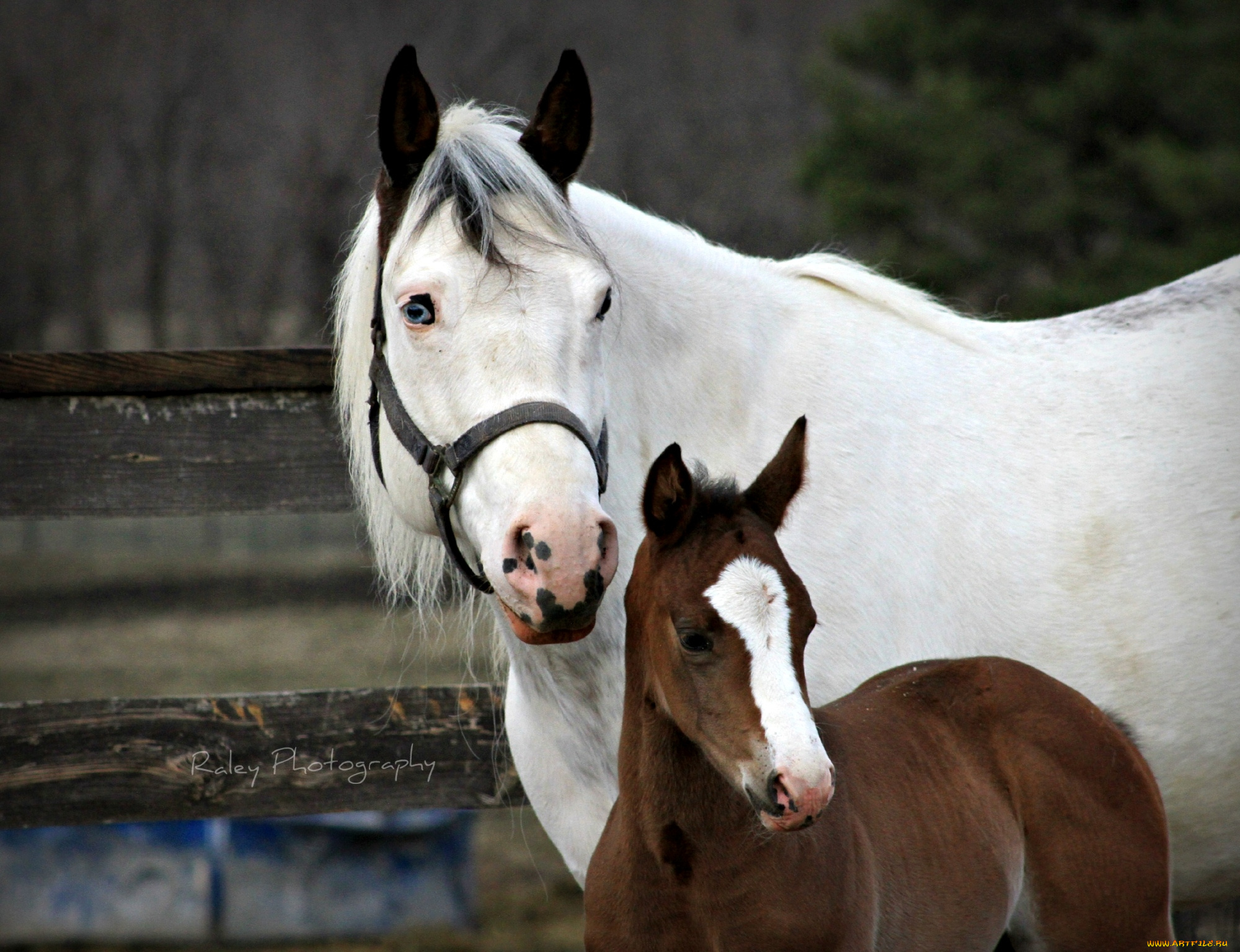 животные, лошади, малыш, мама, жеребенок
