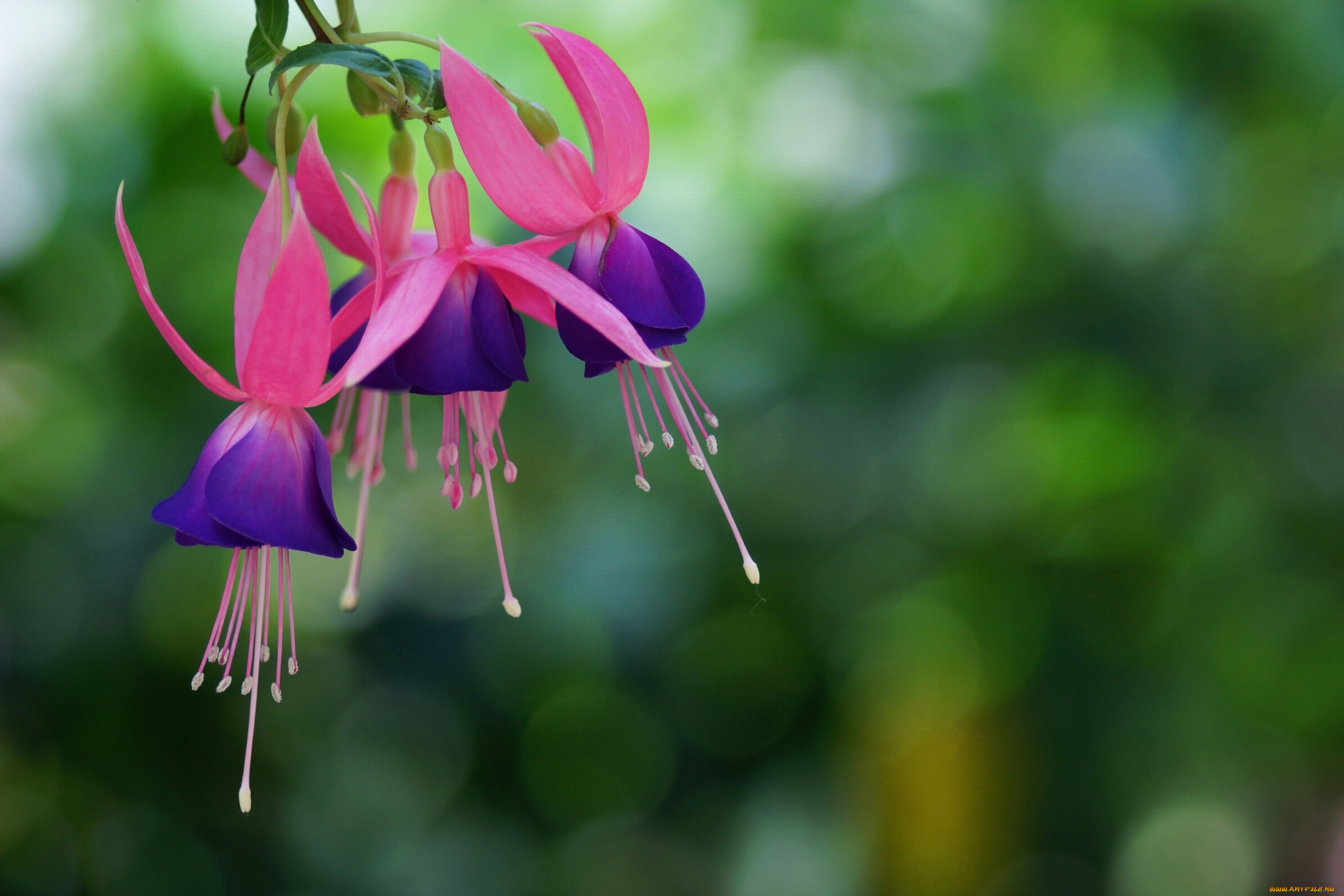 цветы, фуксия, фиолетовый, малиновый