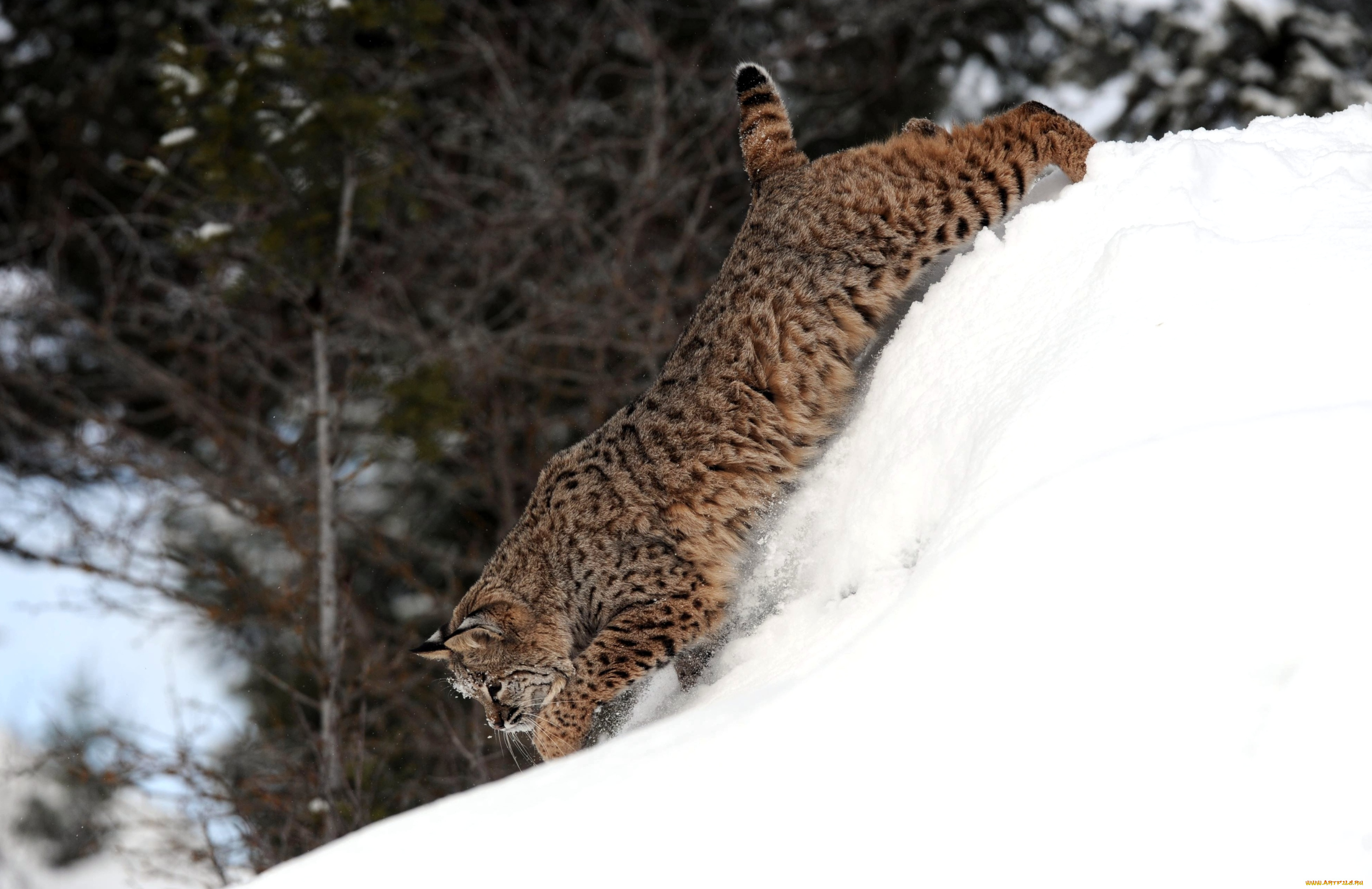 животные, рыси, хищник, снег, кошка