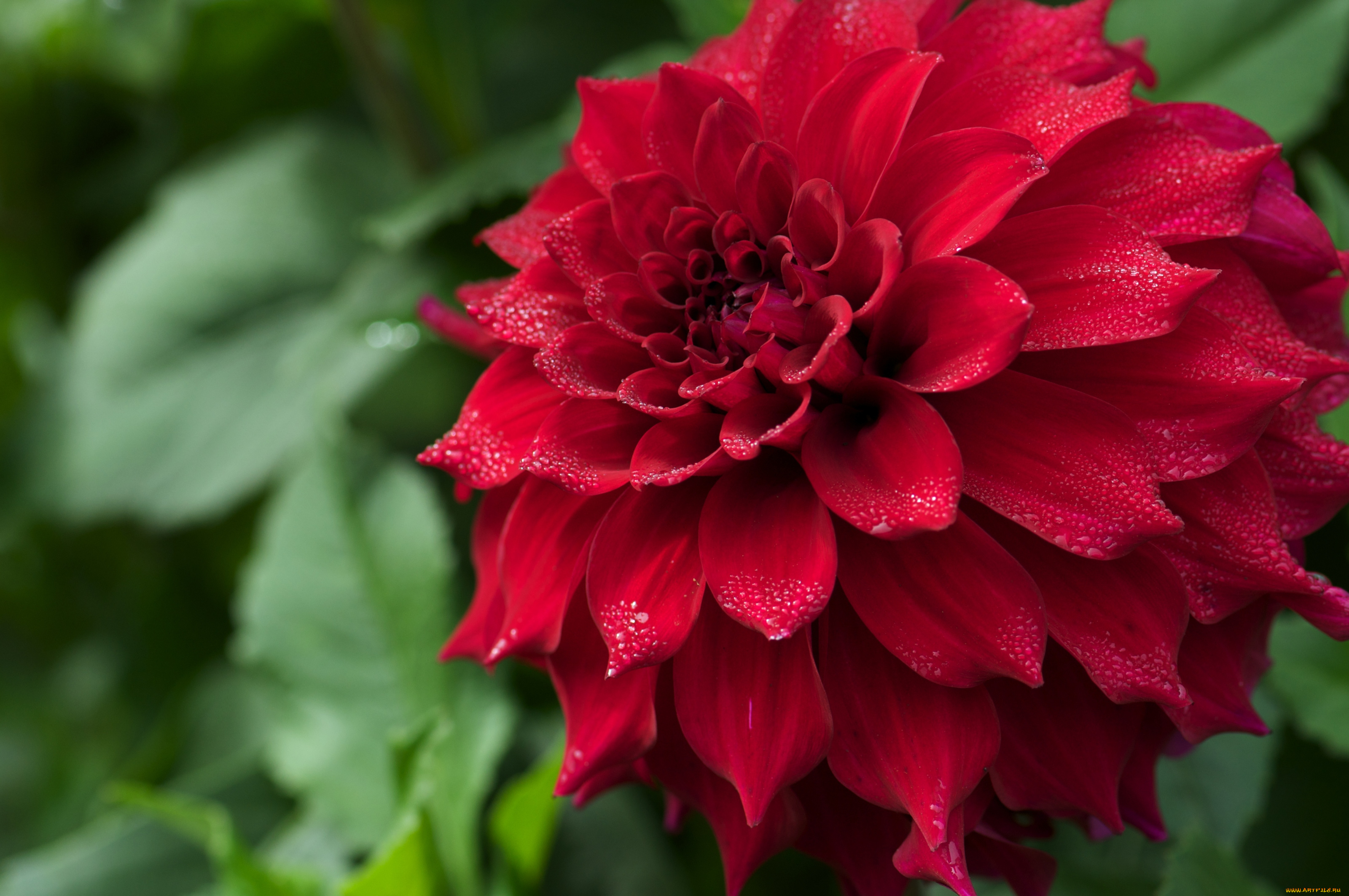 цветы, георгины, капли, красный, большой, лепестки