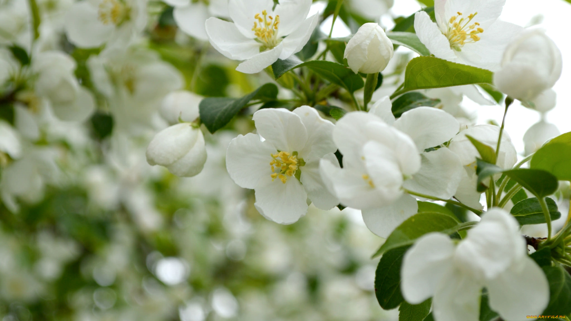 цветы, цветущие, деревья, , , кустарники, цветение, весна