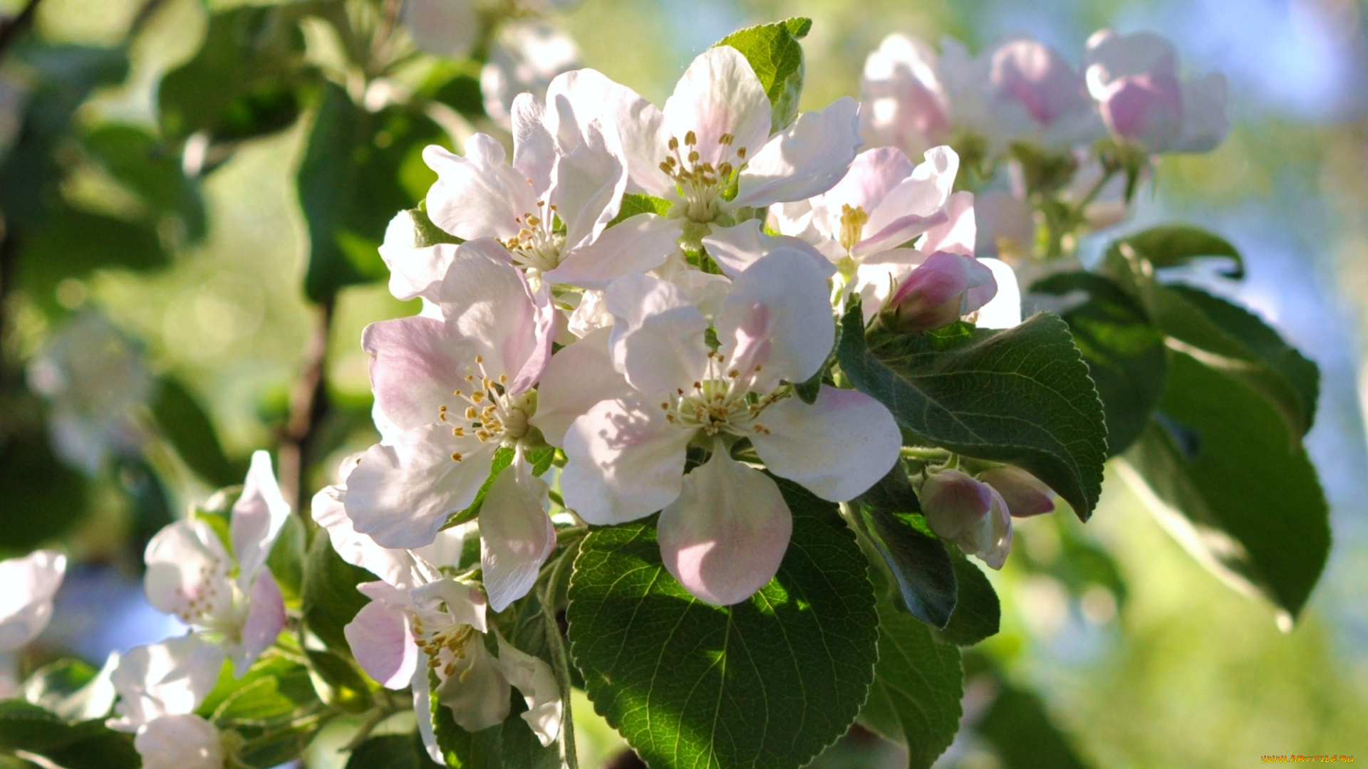 цветы, цветущие, деревья, , , кустарники, весна