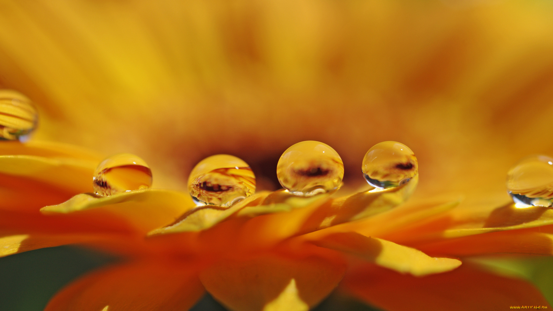 цветы, календула, вода, лепестки, цветок, макро, капли