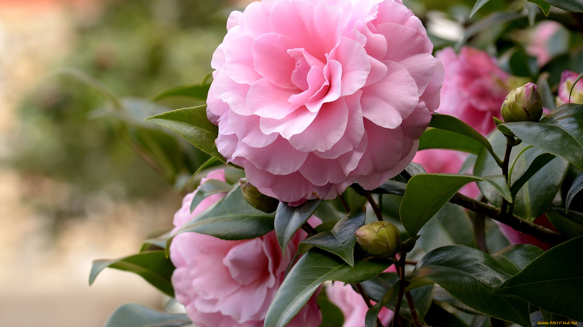 цветы, камелии, розовый