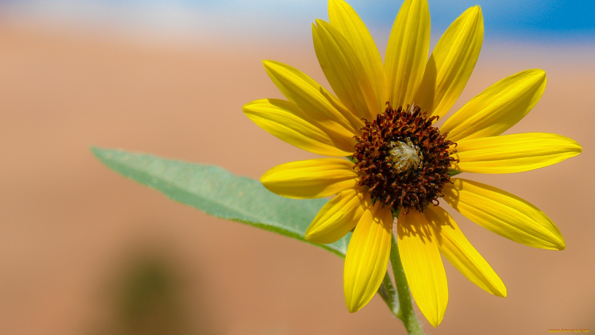 цветы, лепестки
