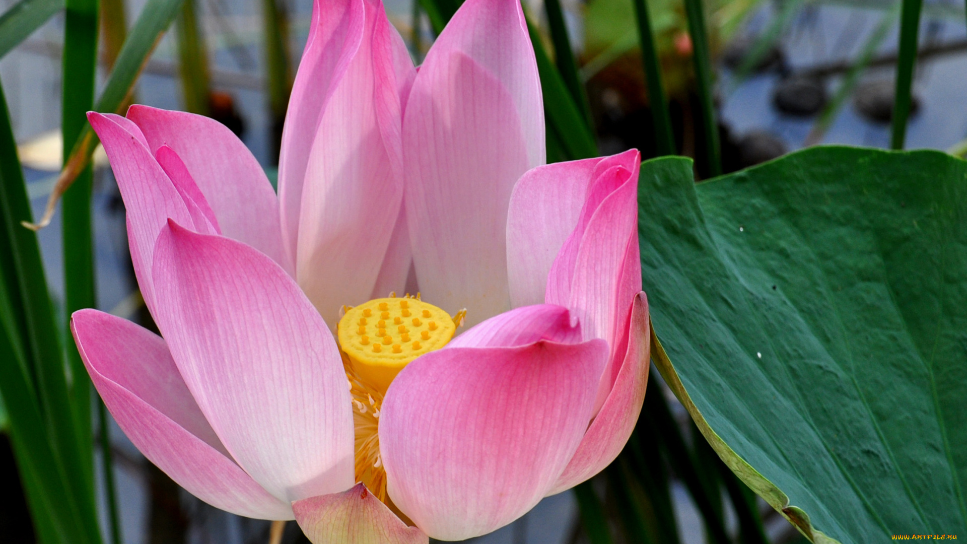 цветы, лотосы, лепестки